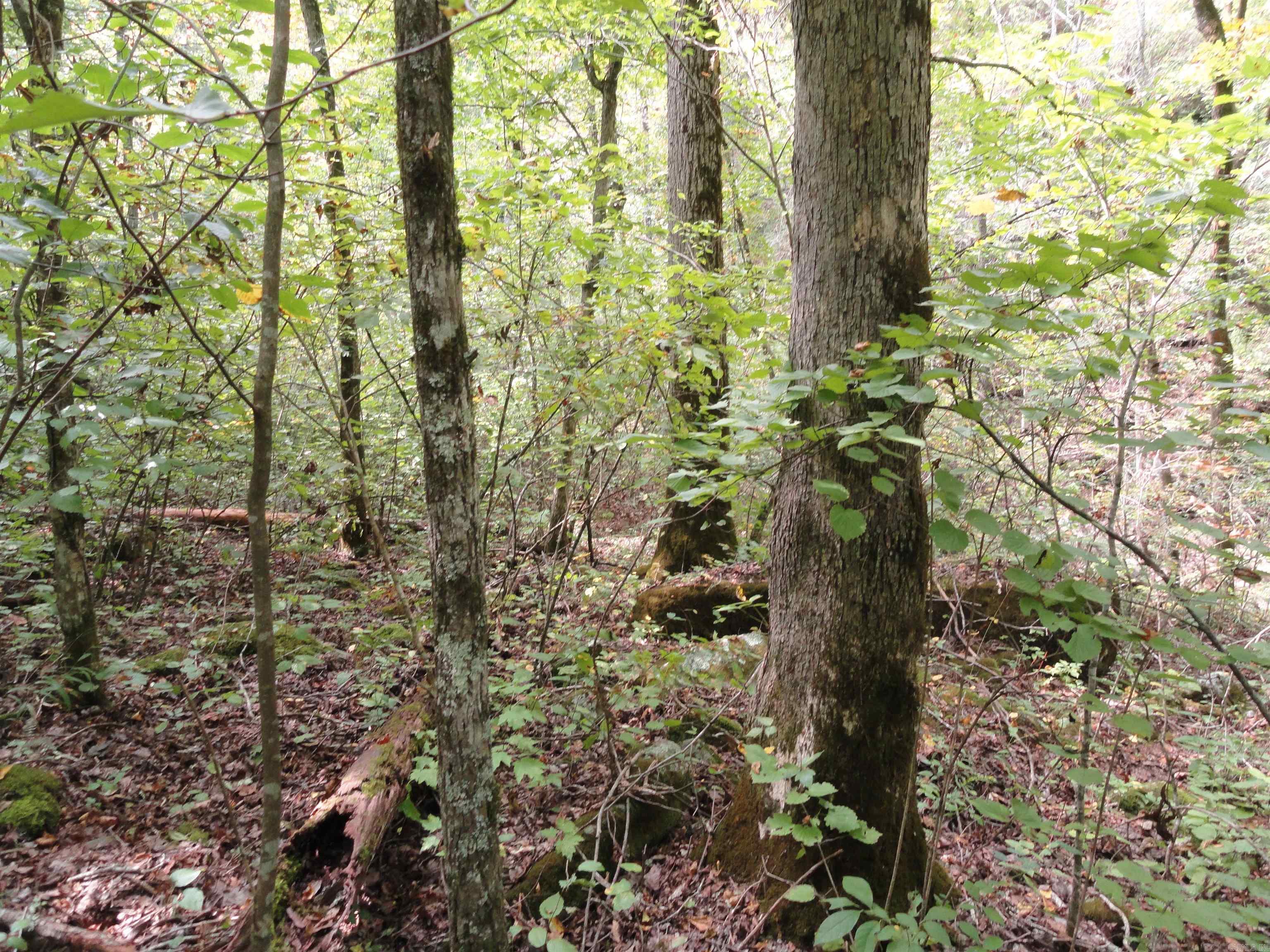 921 Warren Valley Road Tilly, AR 72679