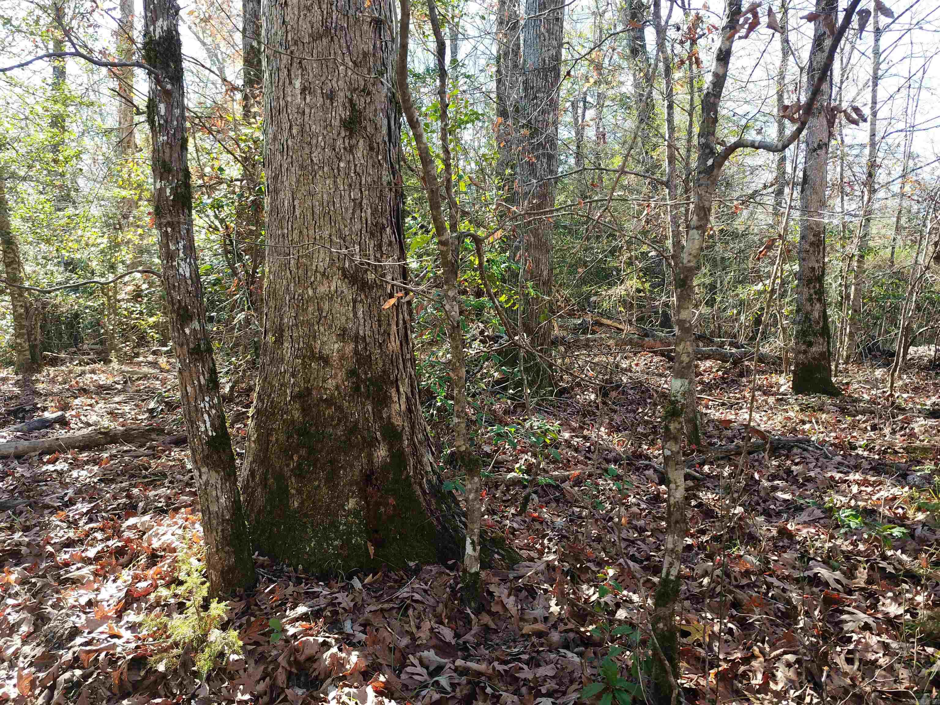   White Oak Slough  Arkadelphia, AR
