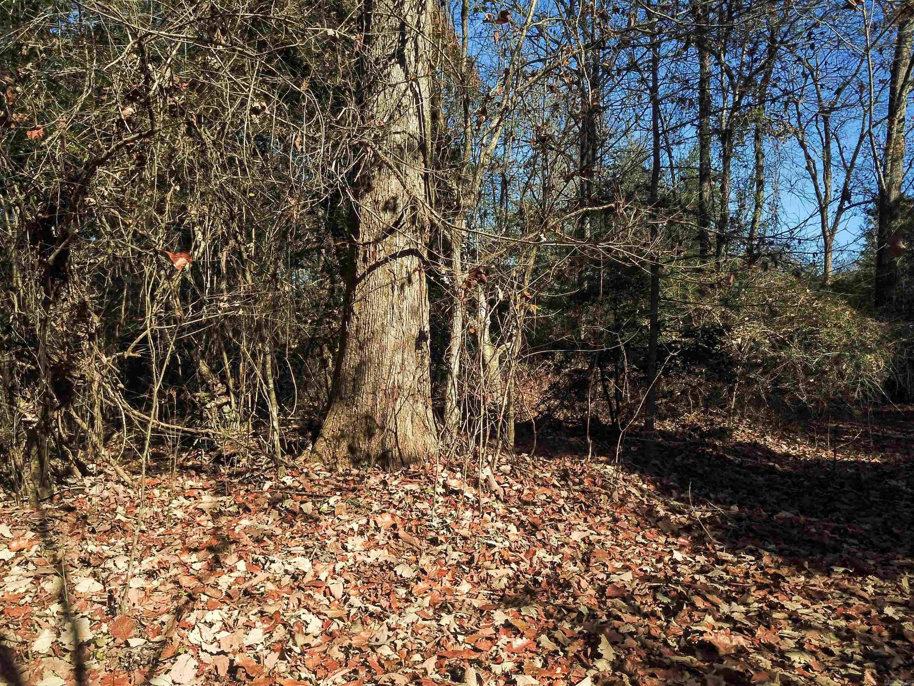   White Oak Slough  Arkadelphia, AR