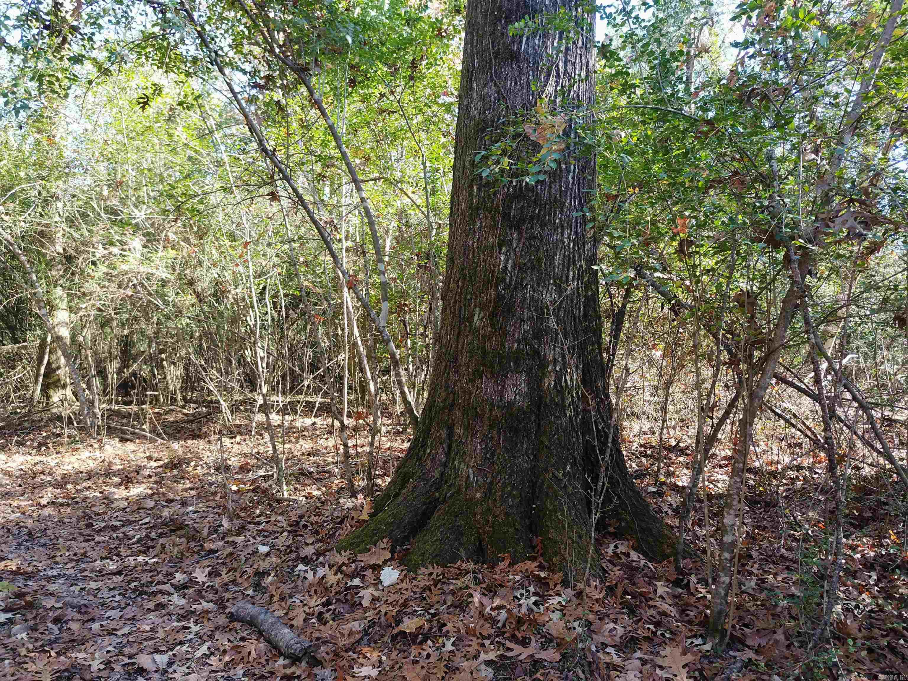   White Oak Slough  Arkadelphia, AR