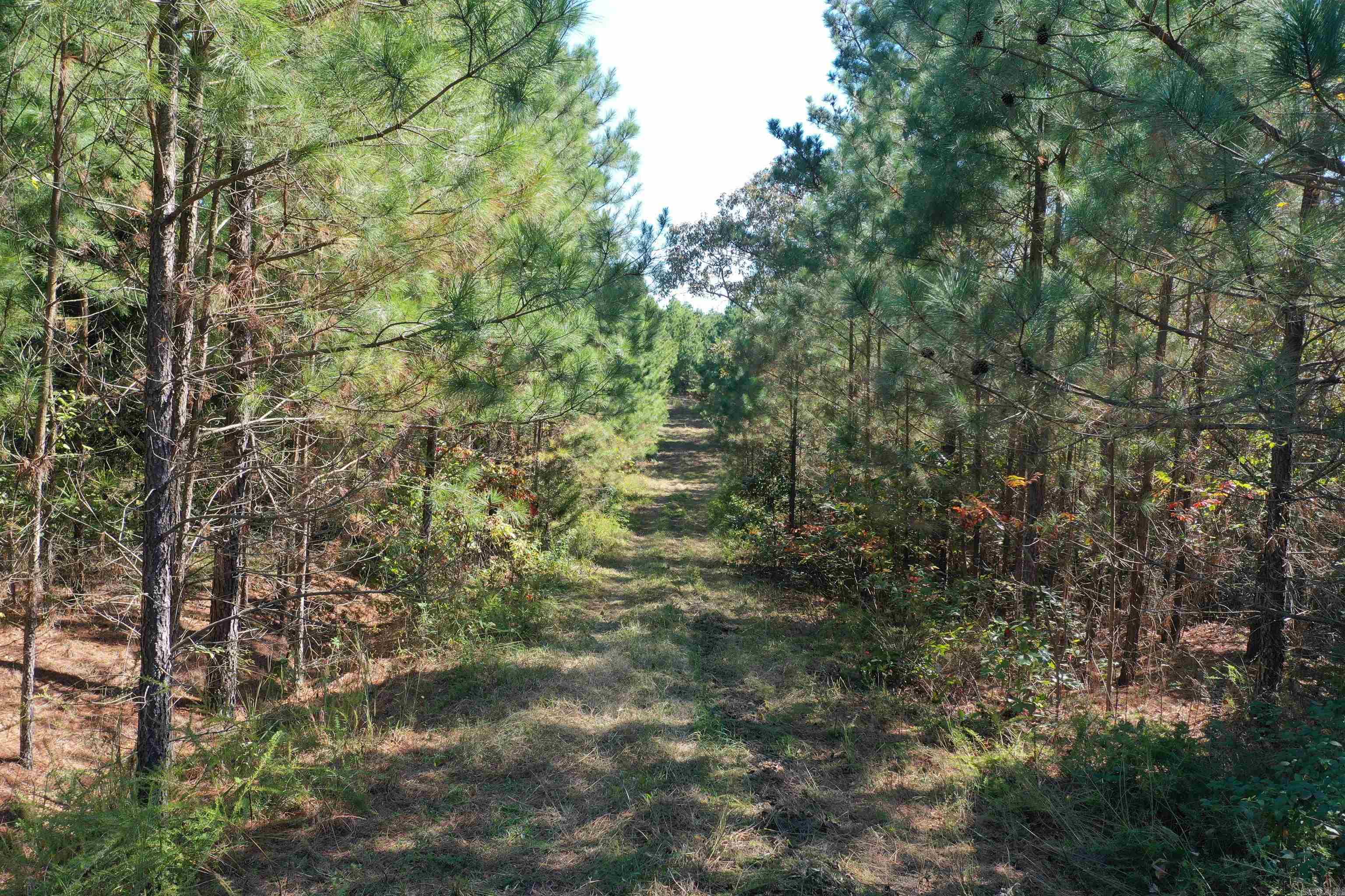 0000  Armstrong  Pangburn, AR