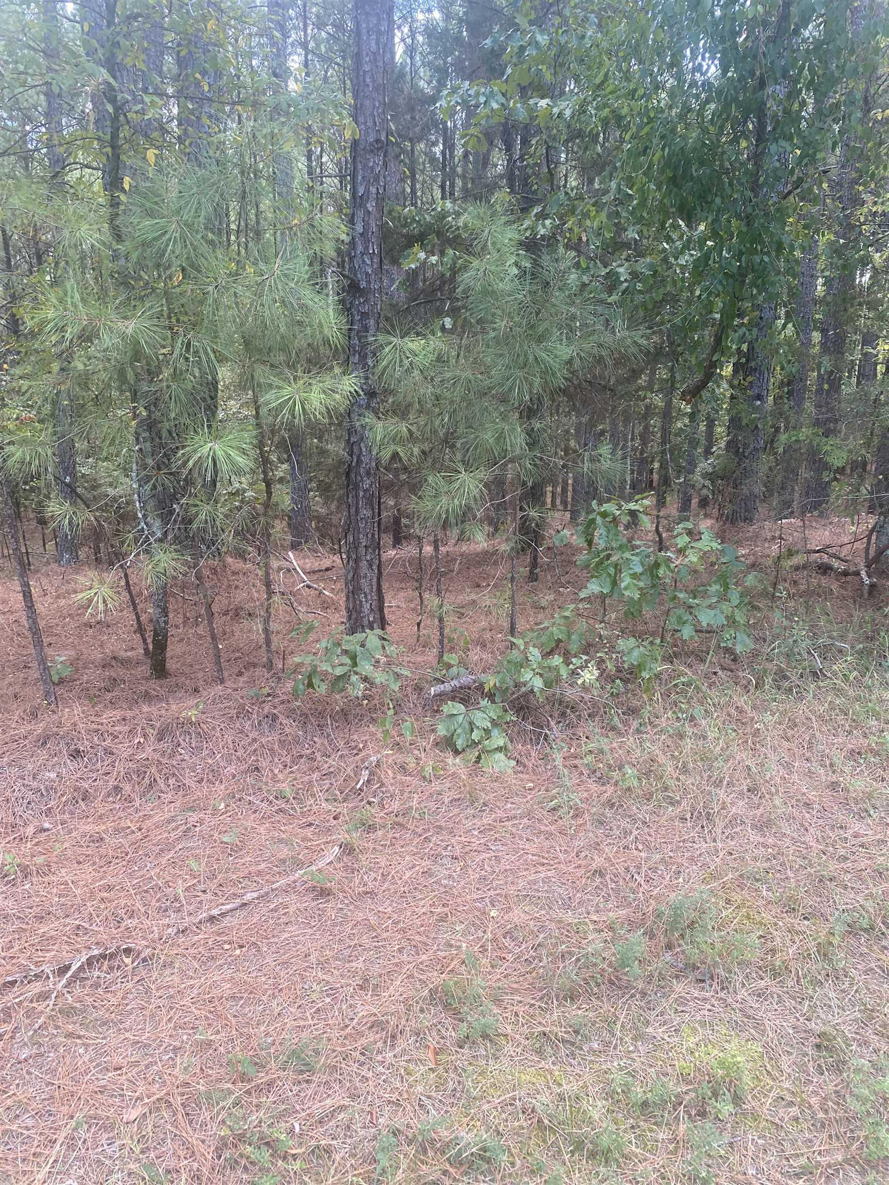 19  Pizarro  Hot Springs Village, AR
