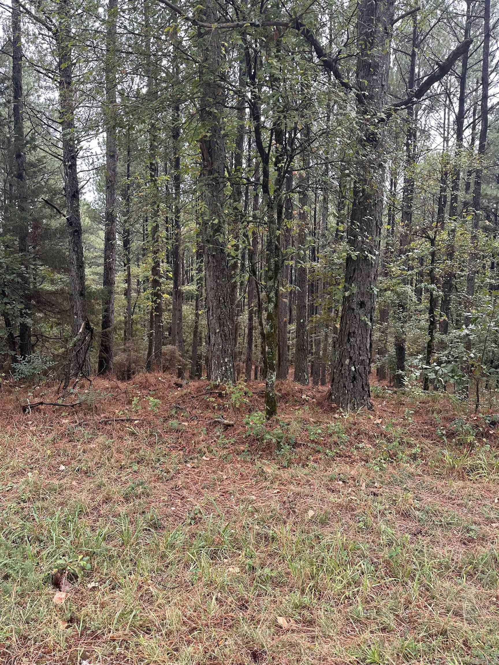 19  Pizarro  Hot Springs Village, AR