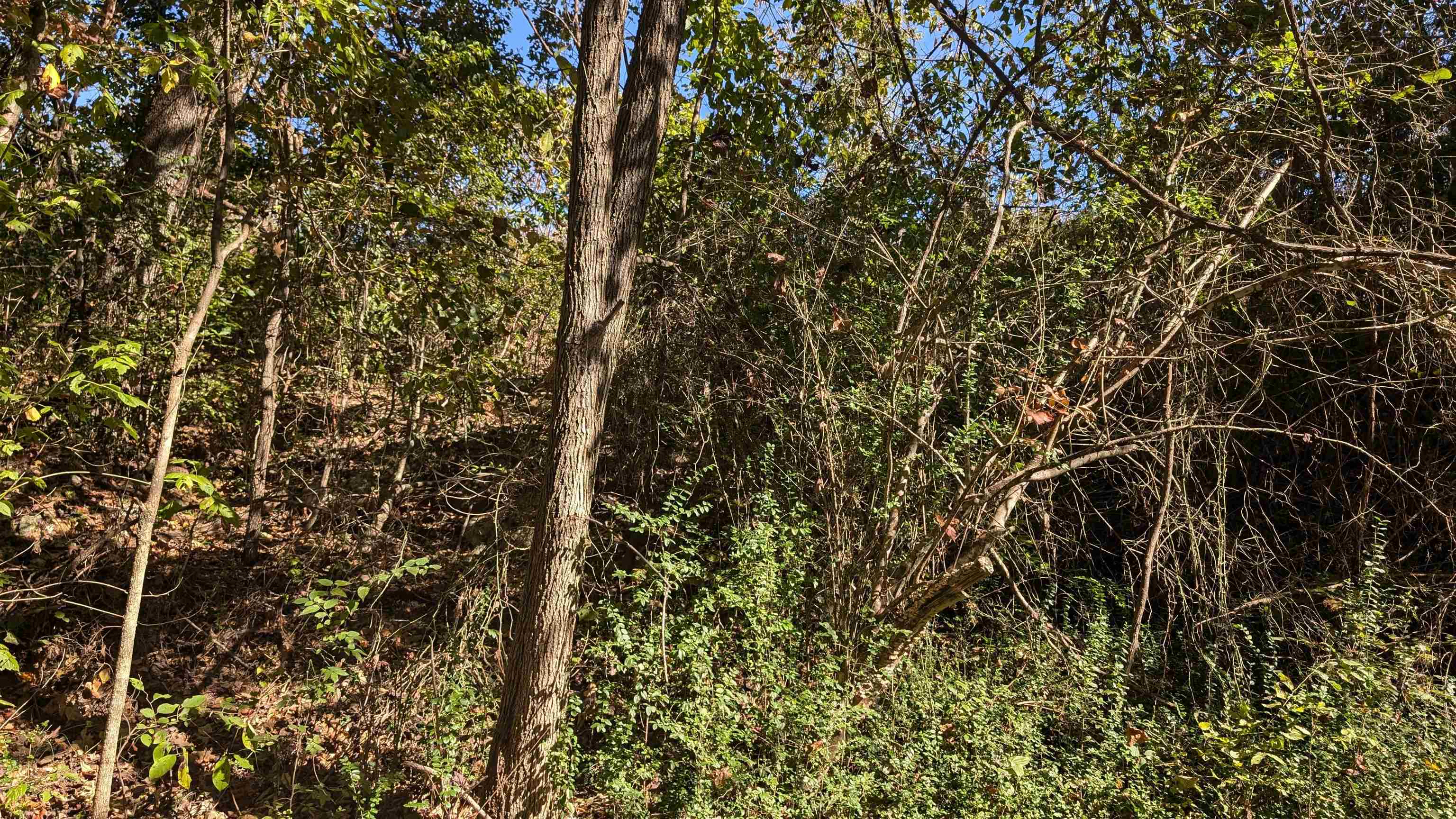   62 412 bittersweet drive Highland, AR
