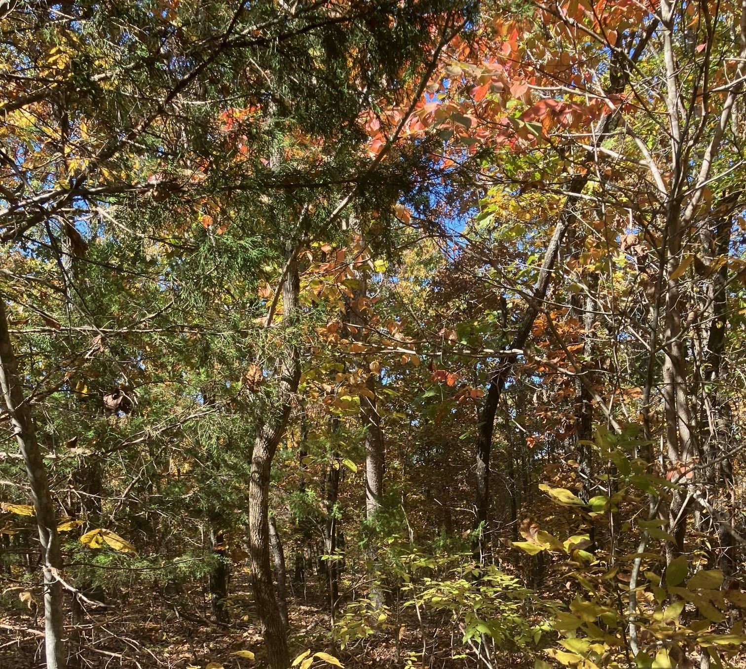 TBD  Pinecrest Road  Hardy, AR