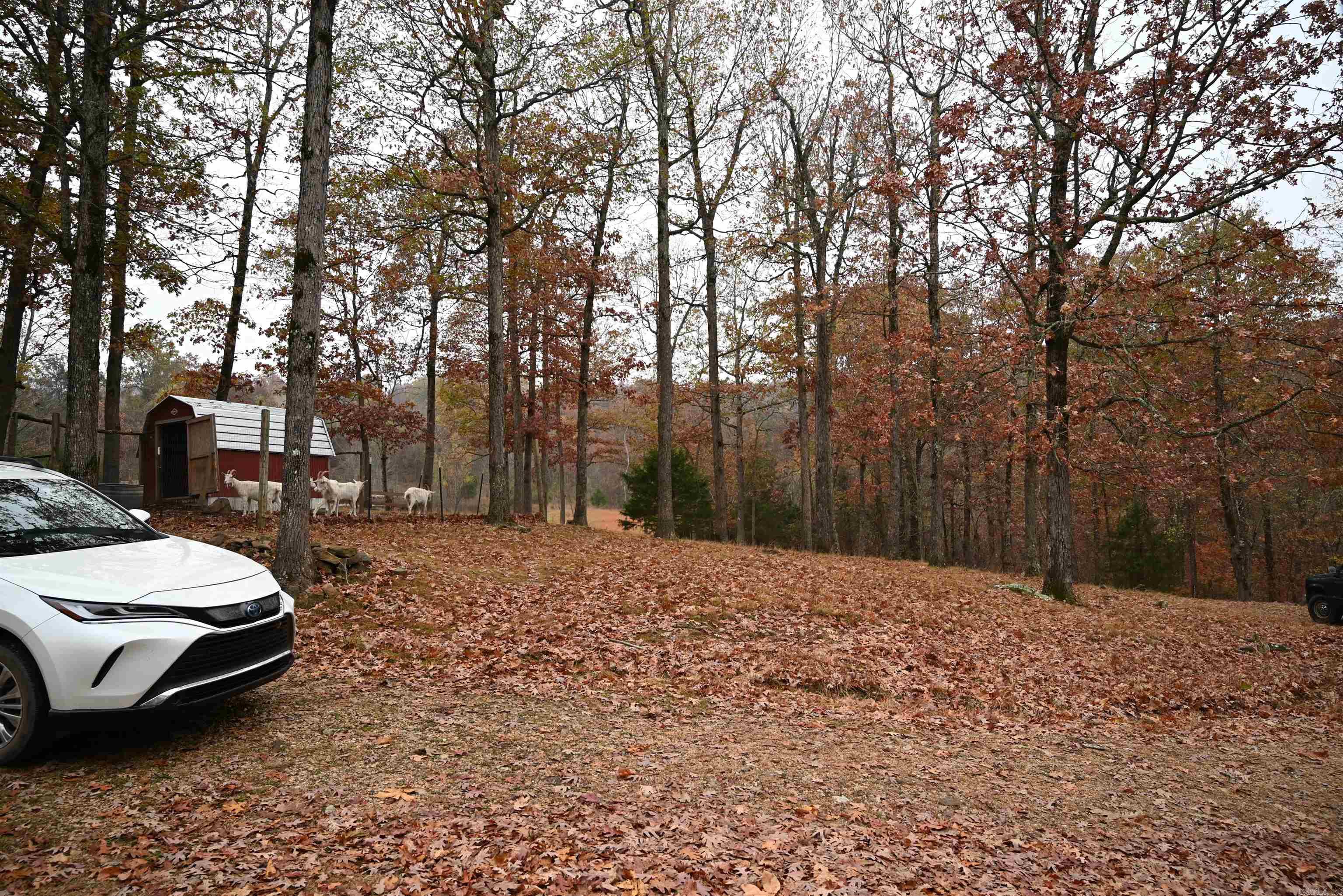 347 NC 6313 Deer, AR 72856