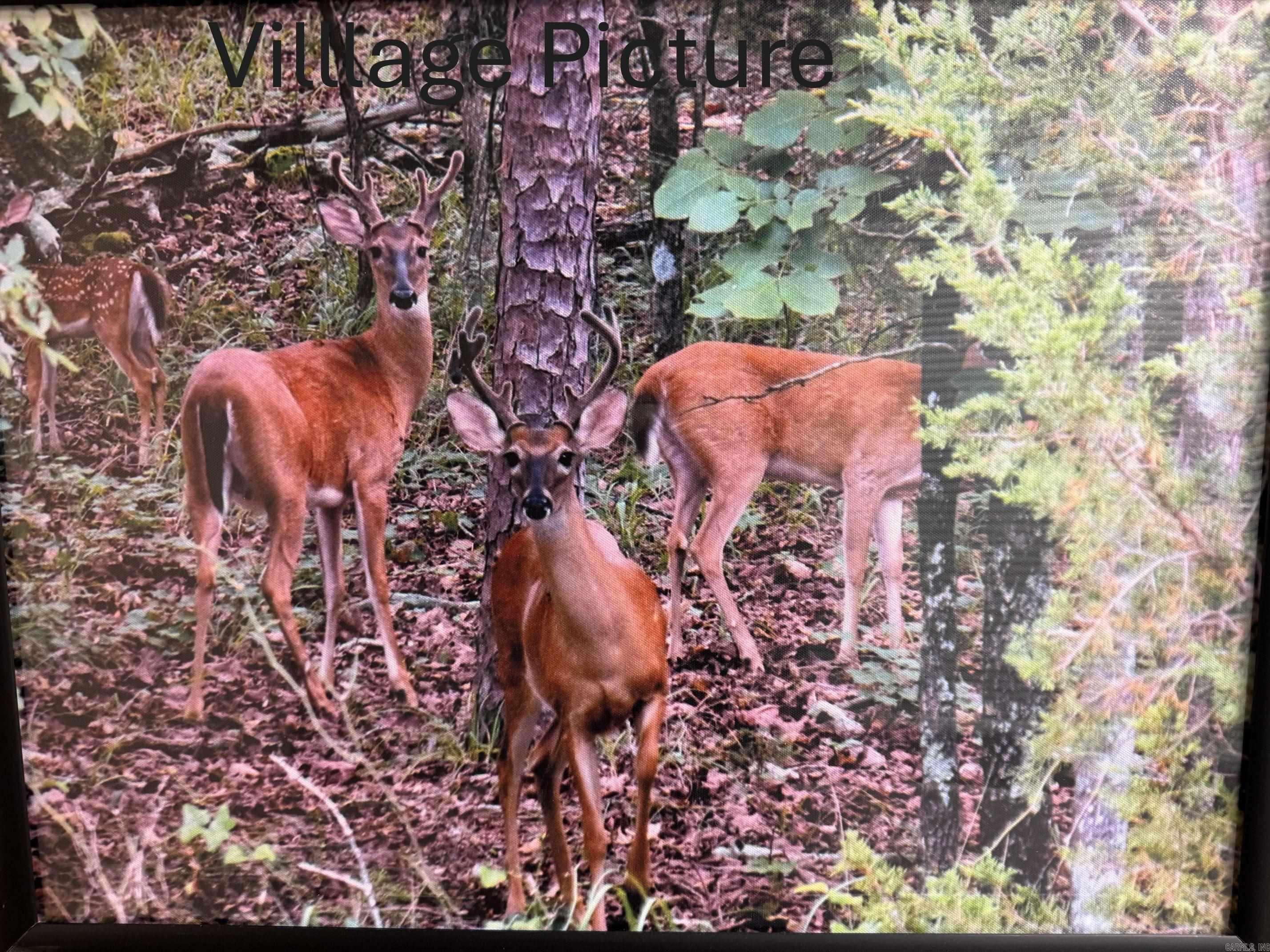 54  PALMA LANE  Hot Springs Village, AR