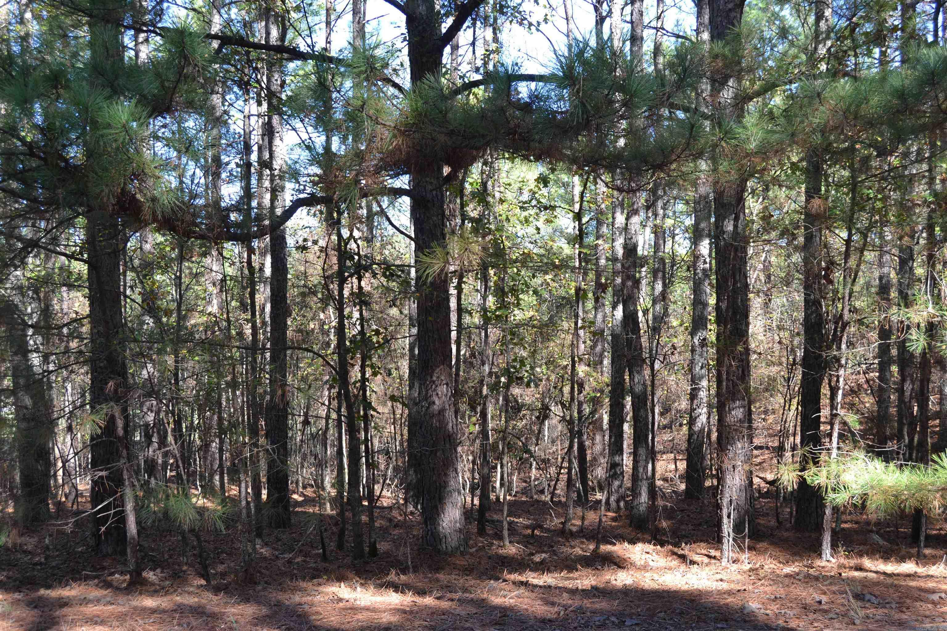 14  Piocha  Hot Springs Village, AR