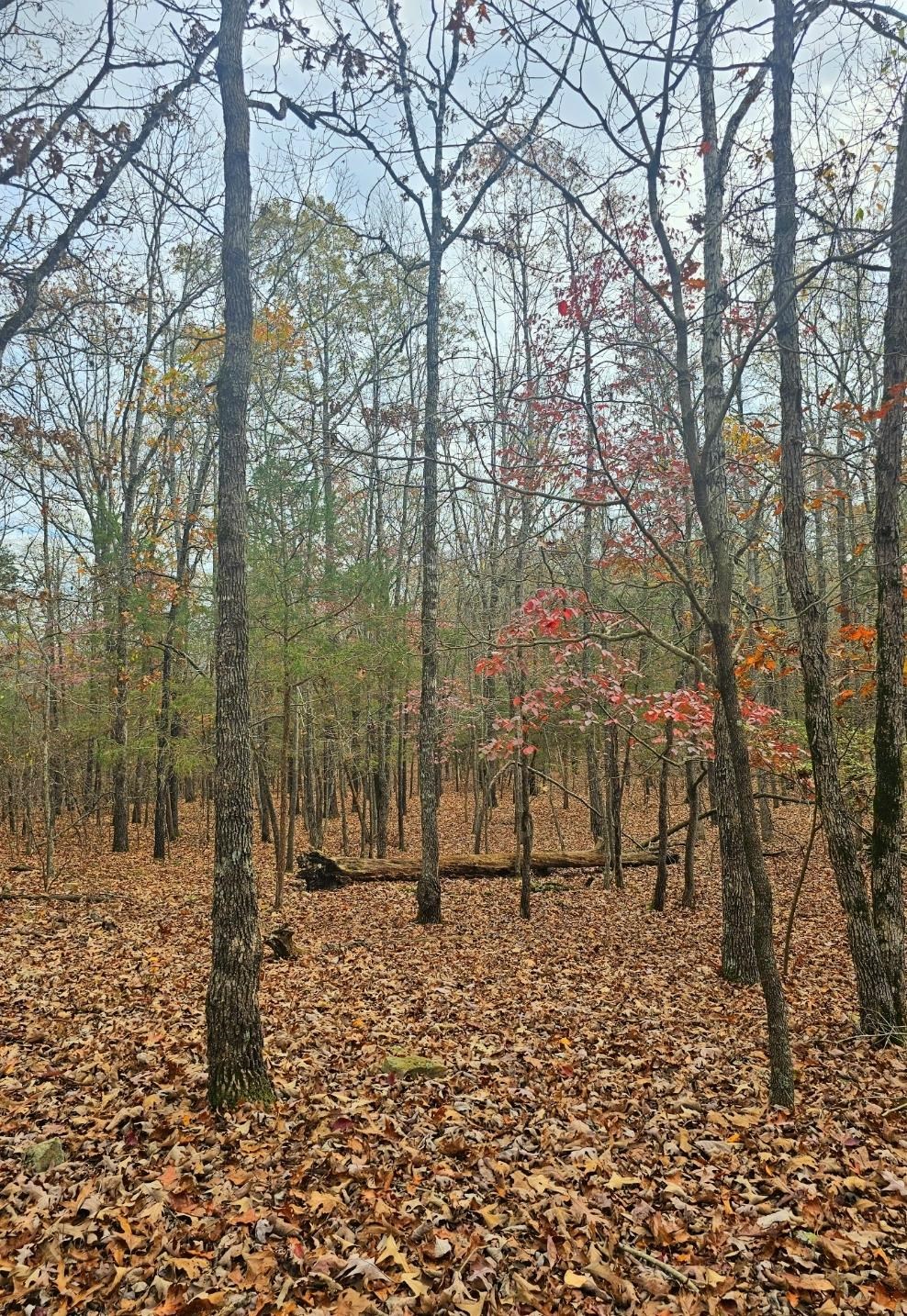 00  Dome Valley  Cave City, AR