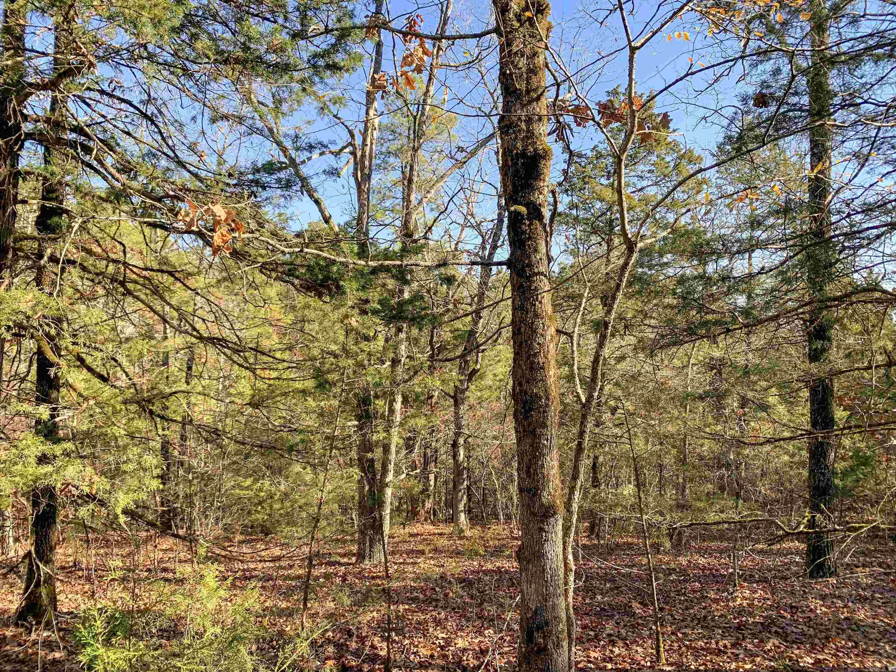 154  Odom Pt  Bee Branch, AR