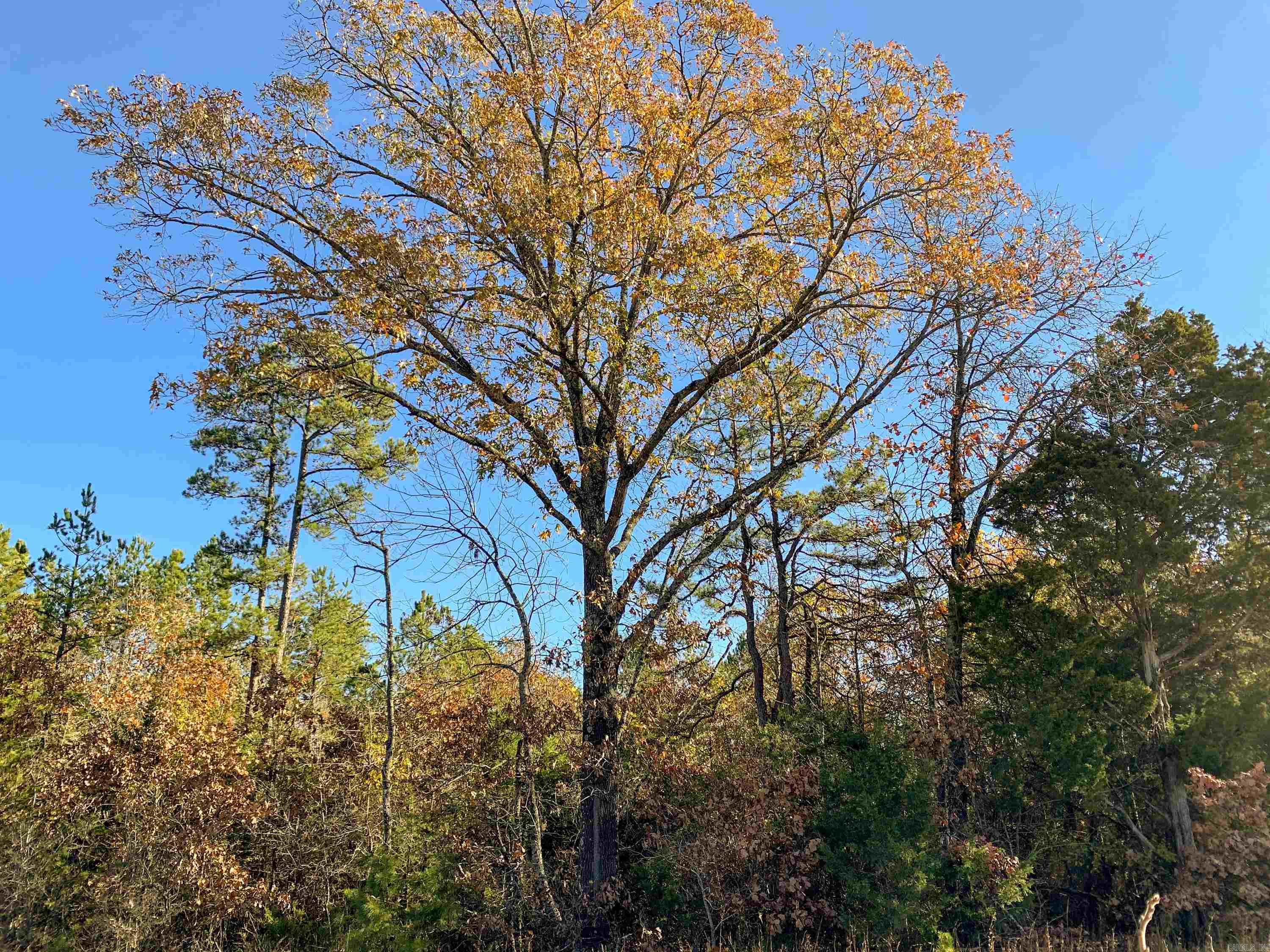 154  Odom Pt  Bee Branch, AR