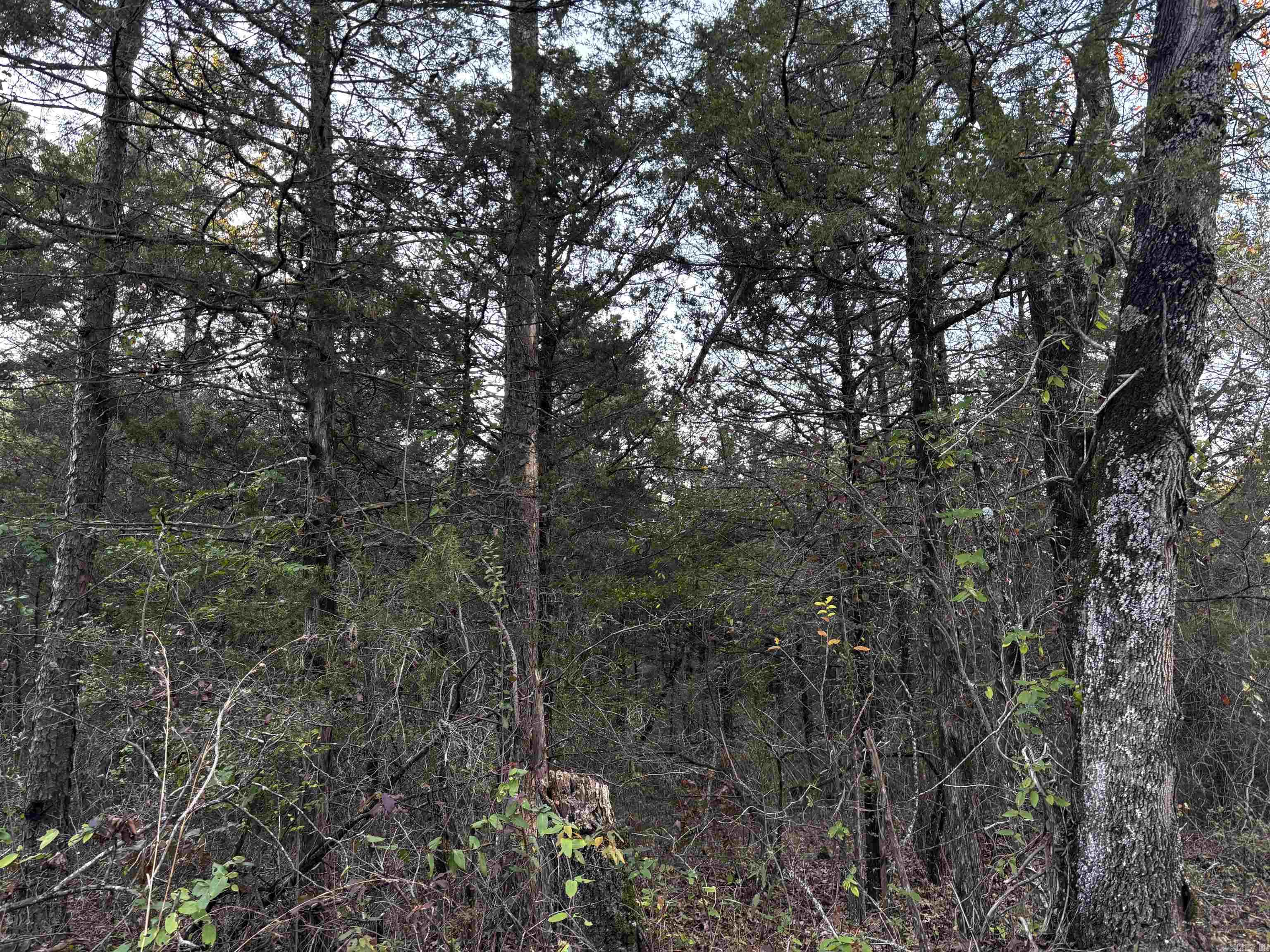 00  Bird  Solgohachia, AR