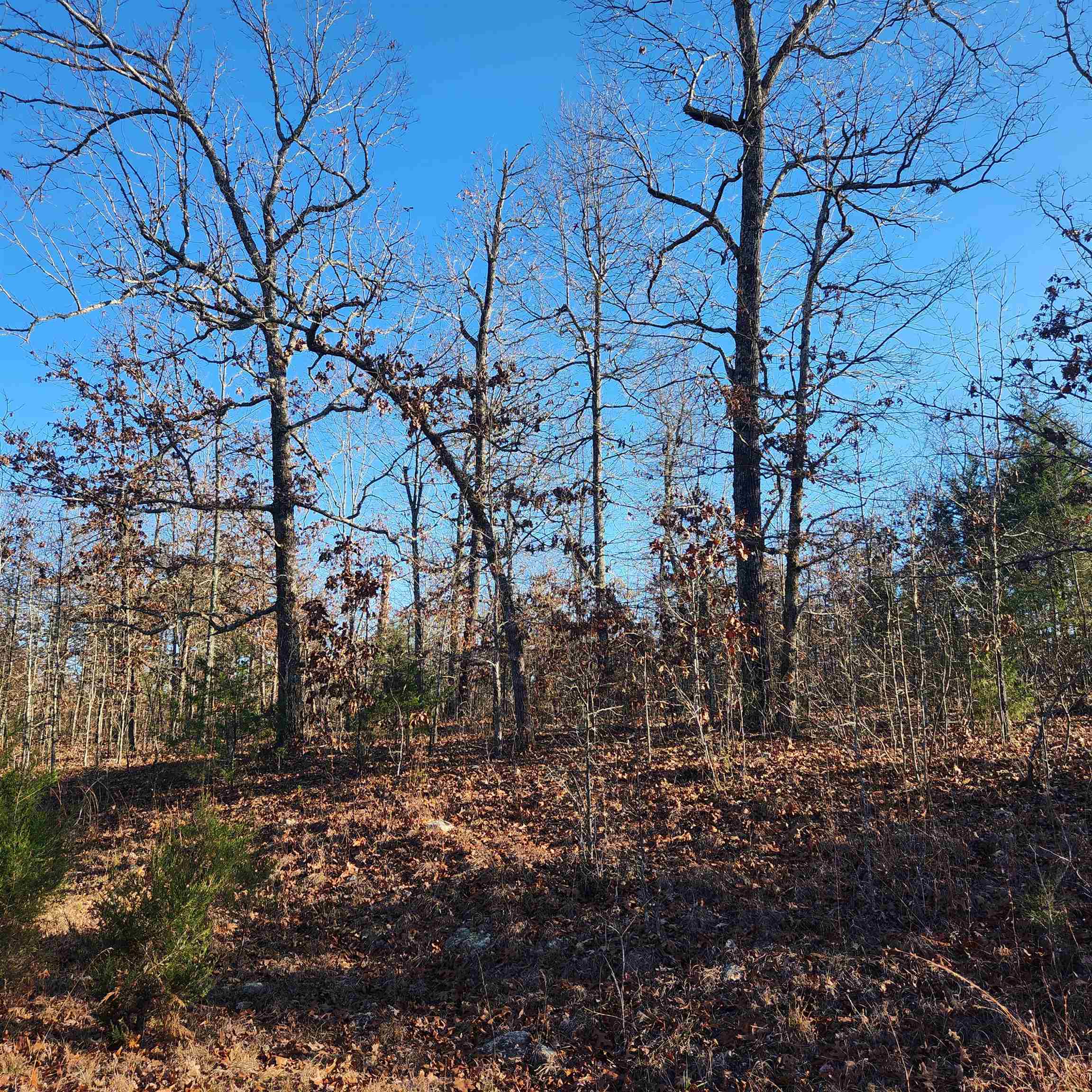 808 W Forest Hills  Horseshoe Bend, AR