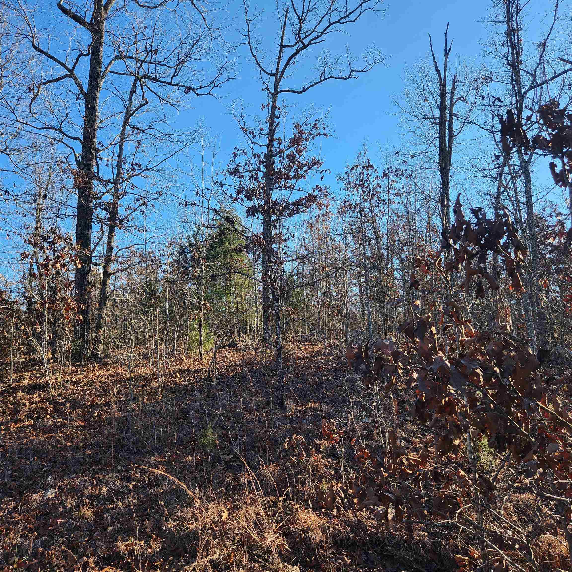 808 W Forest Hills  Horseshoe Bend, AR