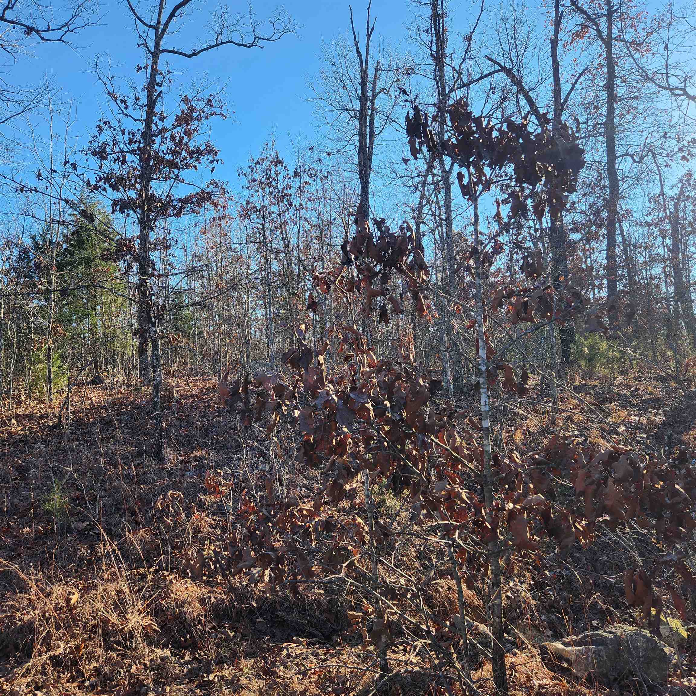808 W Forest Hills  Horseshoe Bend, AR