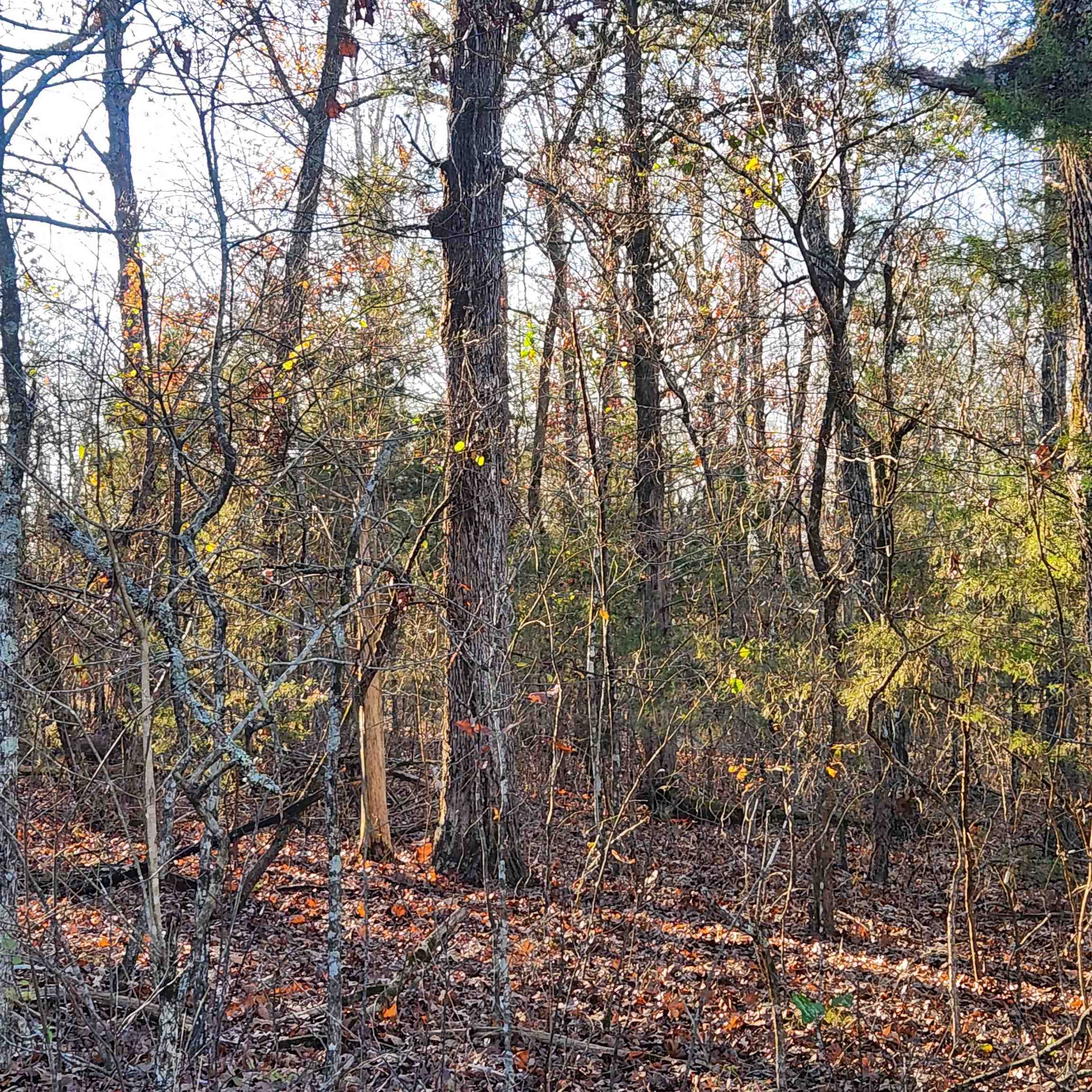 1505  Riverview  Horseshoe Bend, AR