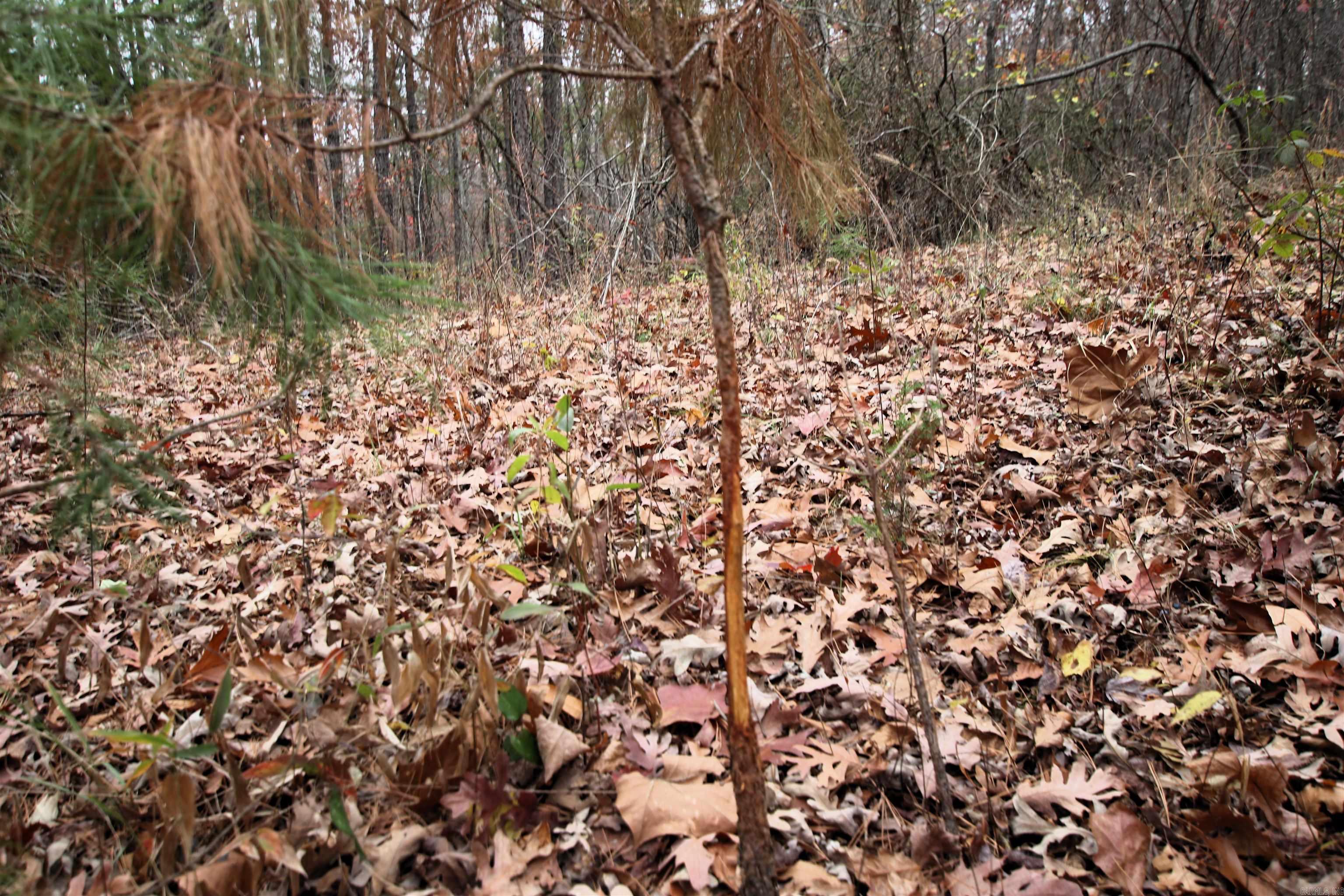 000  65  Clinton, AR