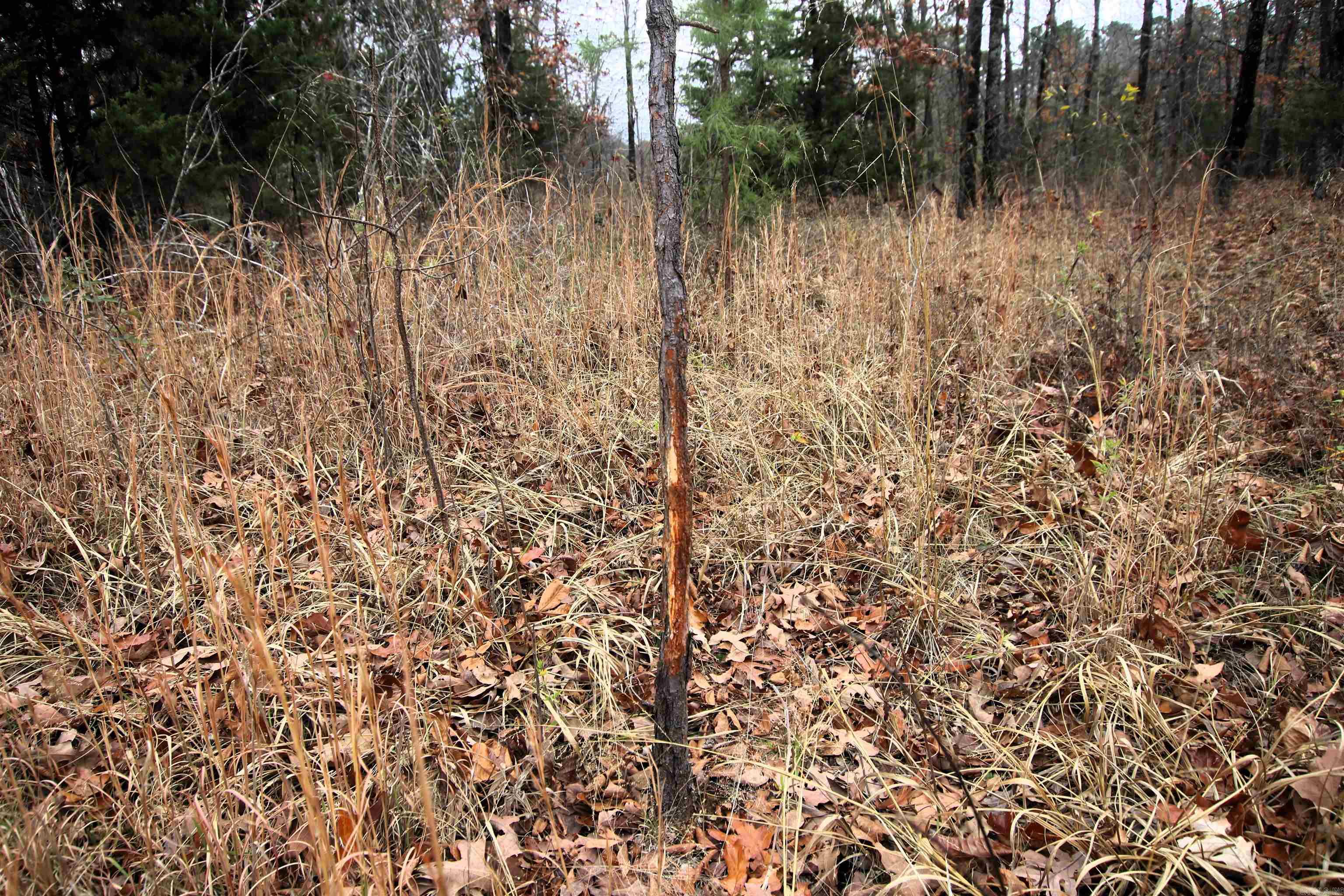 000  65  Clinton, AR