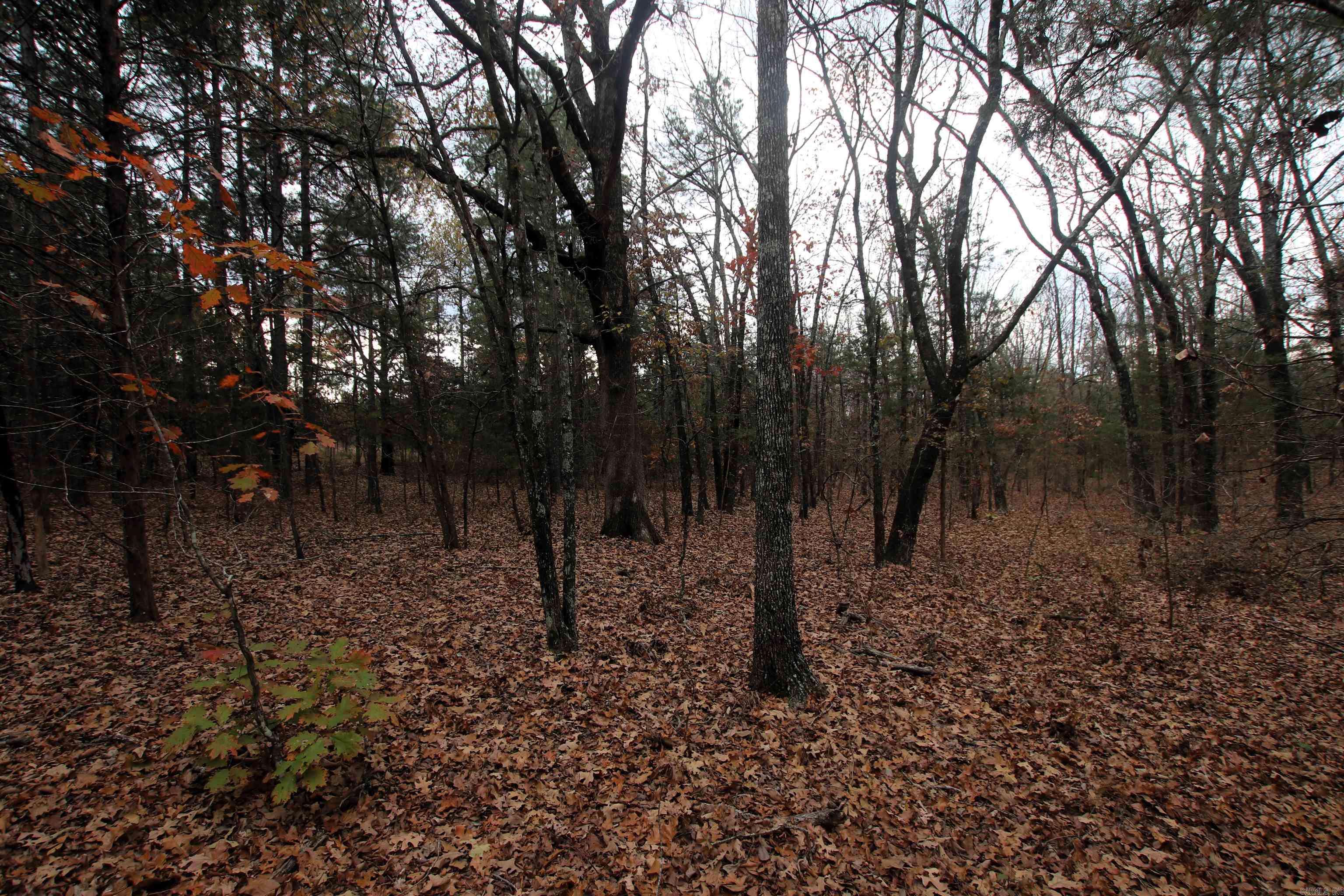 000  Morris Mountain  Center Ridge, AR