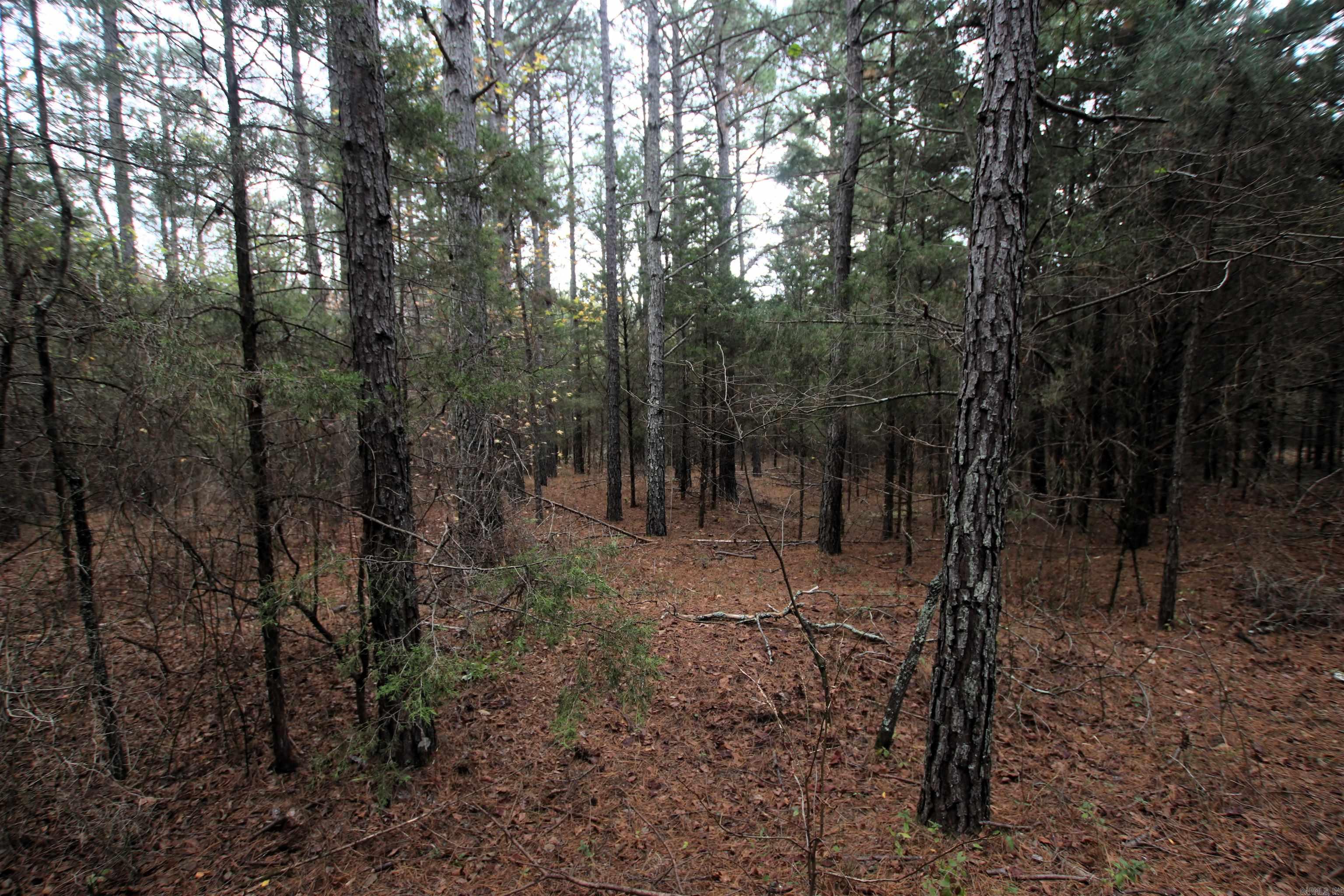 000  Morris Mountain  Center Ridge, AR