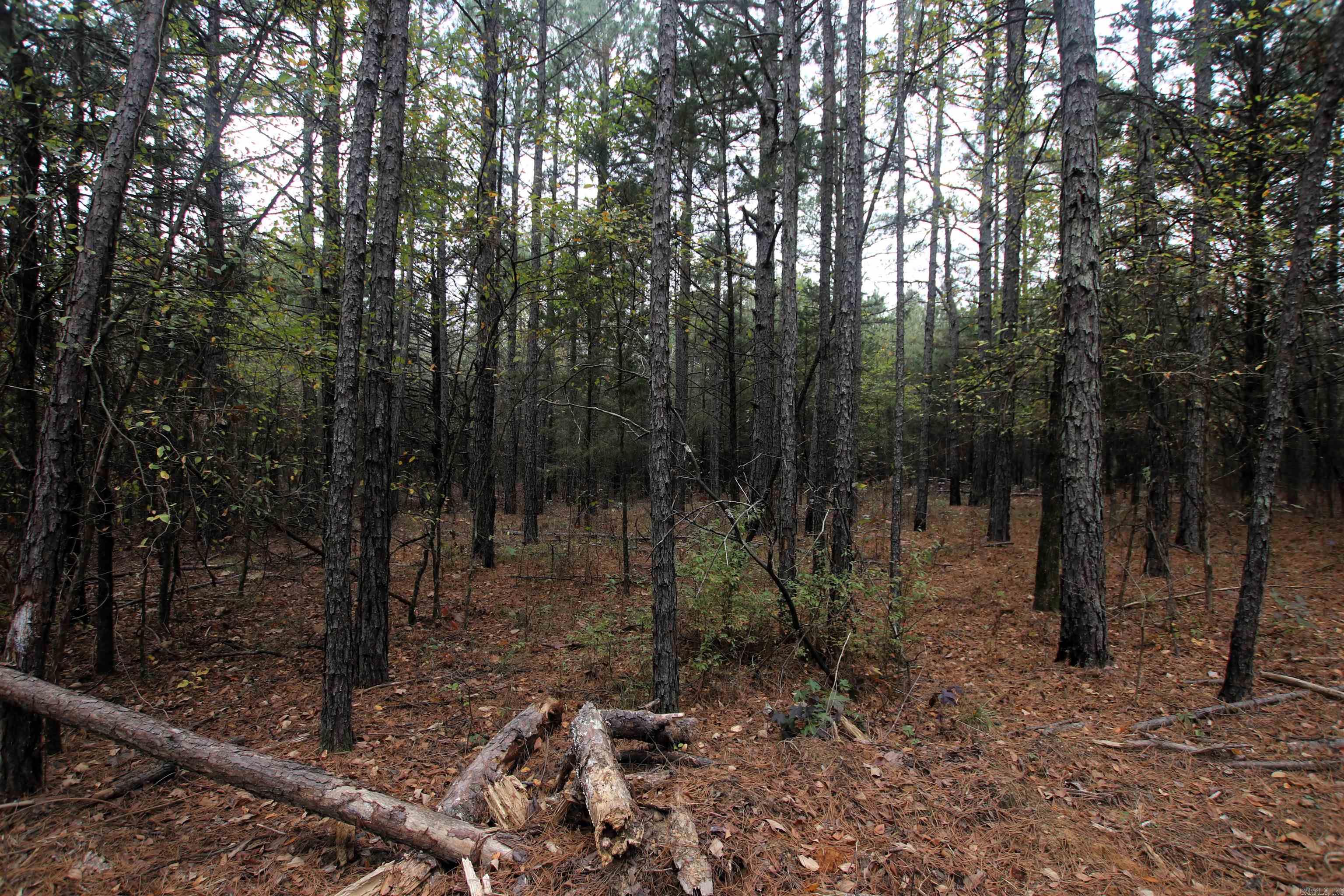 000  Morris Mountain  Center Ridge, AR
