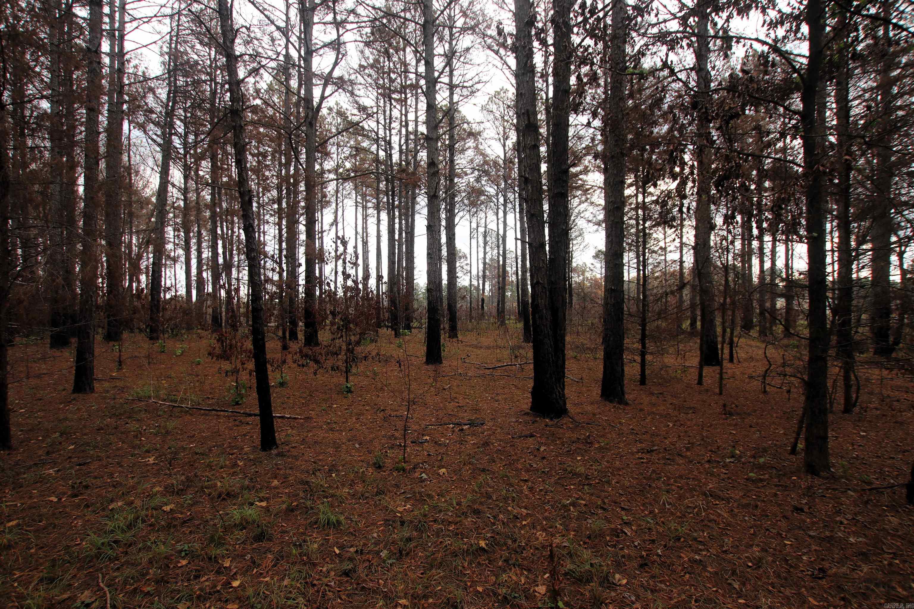 000  Morris Mountain  Center Ridge, AR
