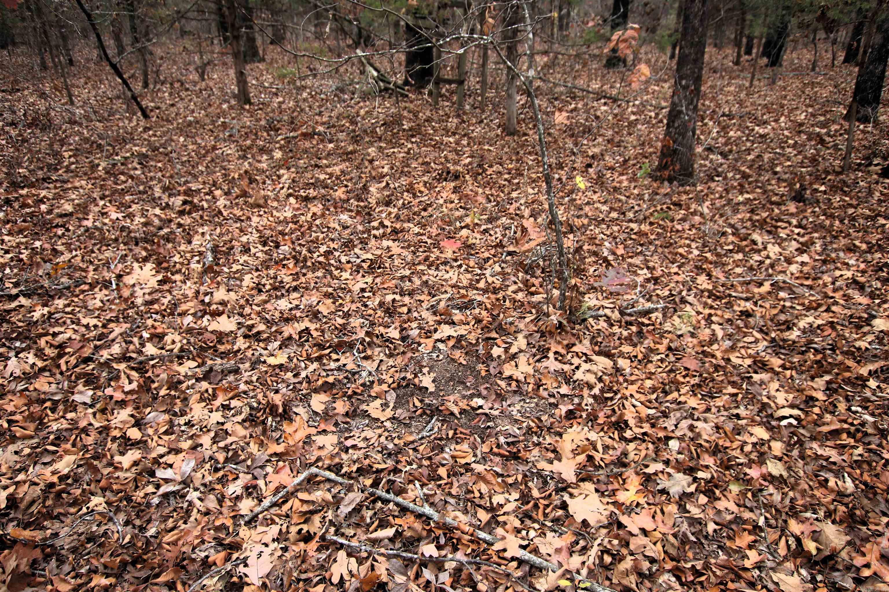 000  Morris Mountain  Center Ridge, AR