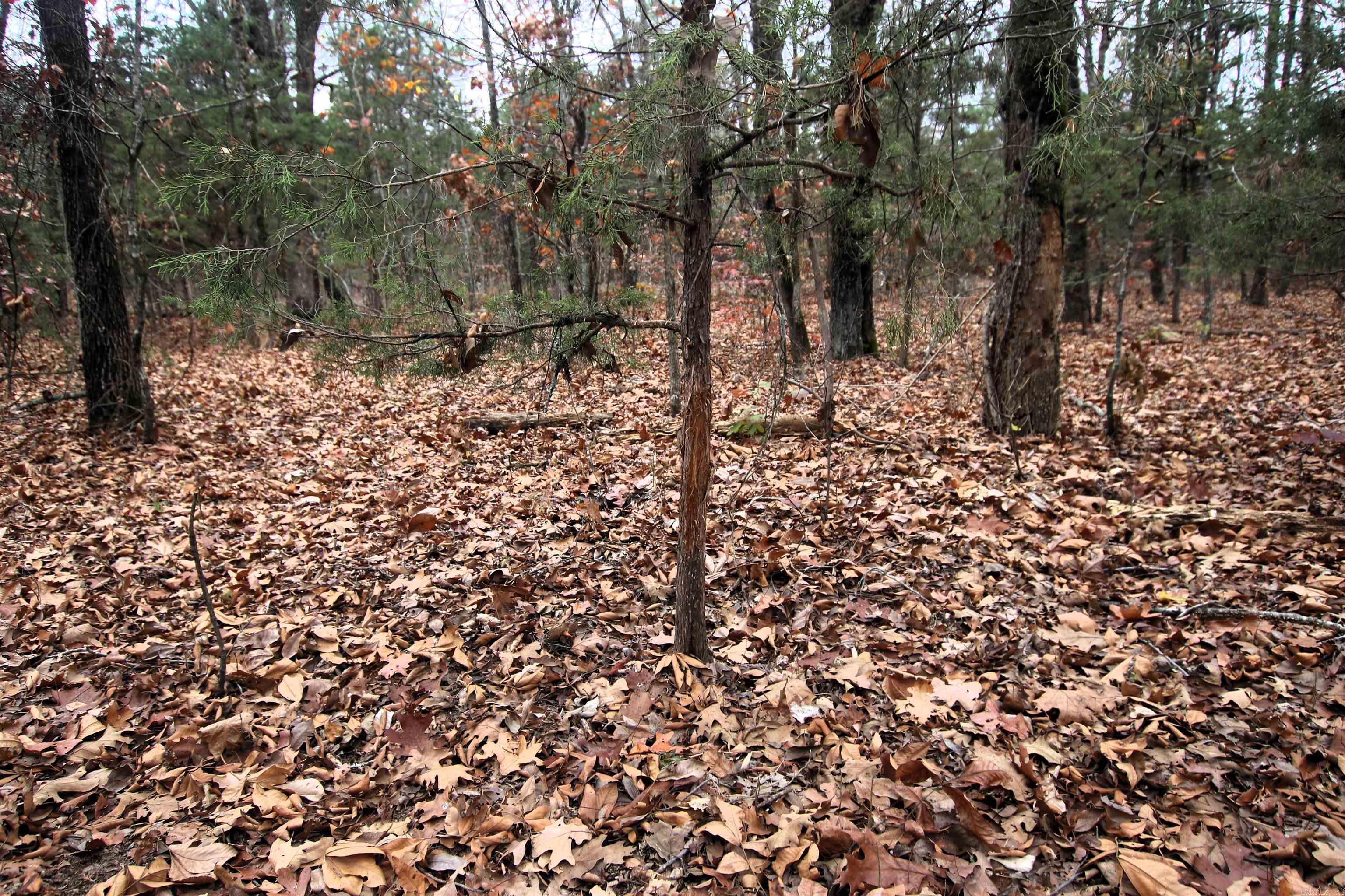 000  Morris Mountain  Center Ridge, AR