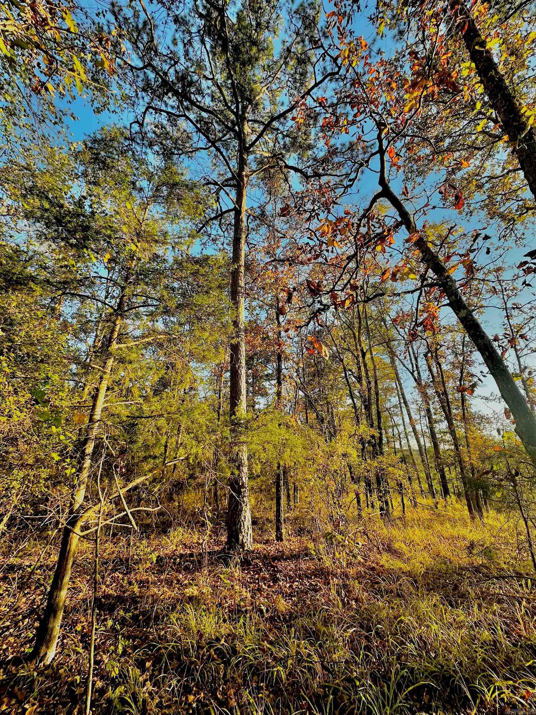 Tract 1  TBD Polk 31  Cove, AR