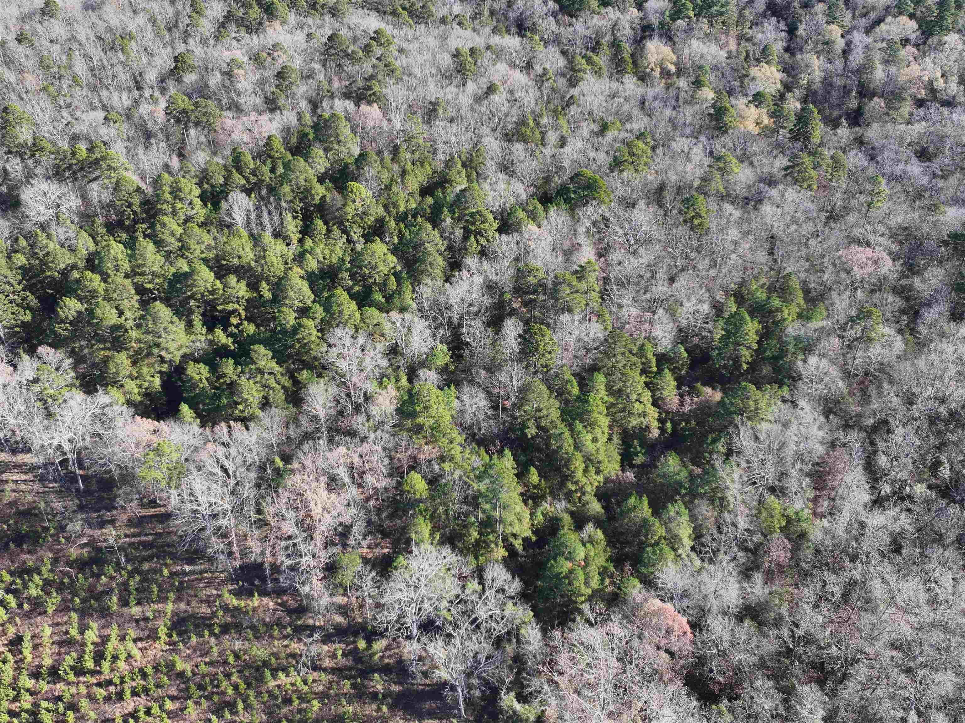 Tract 1  TBD Polk 31  Cove, AR