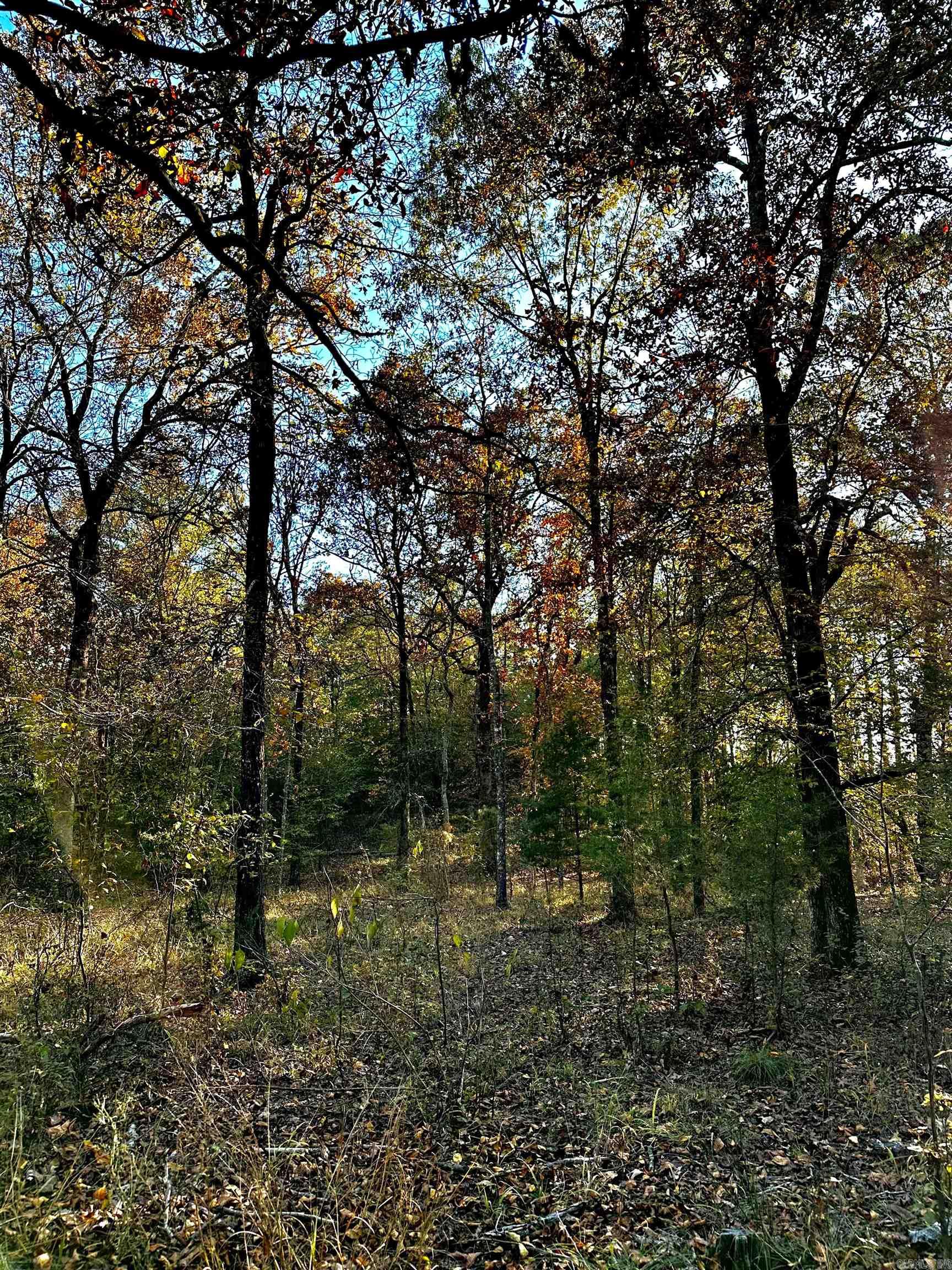 Tract 1  TBD Polk 31  Cove, AR