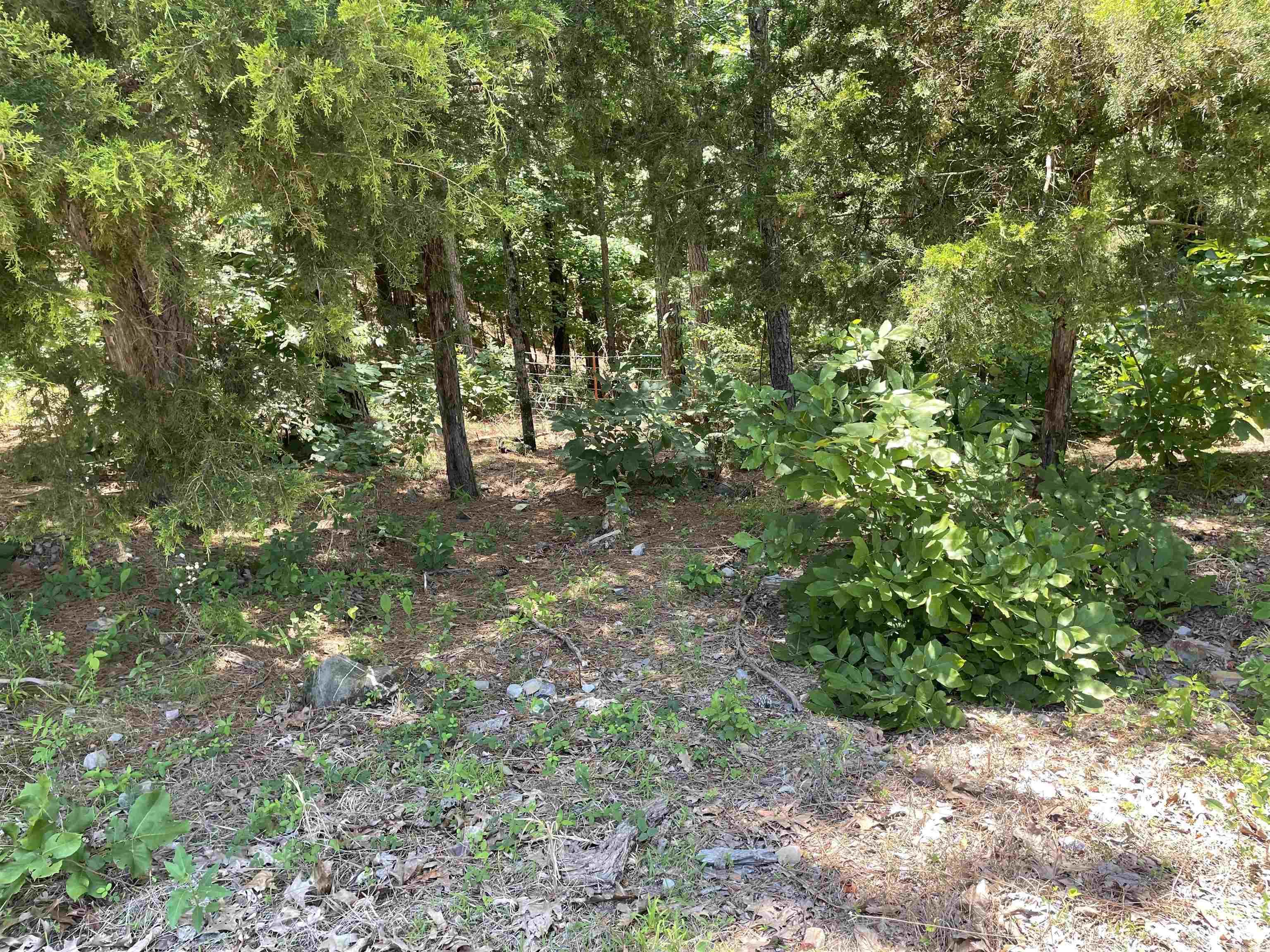 181 Sawtooth Mountain Pine, AR 71956