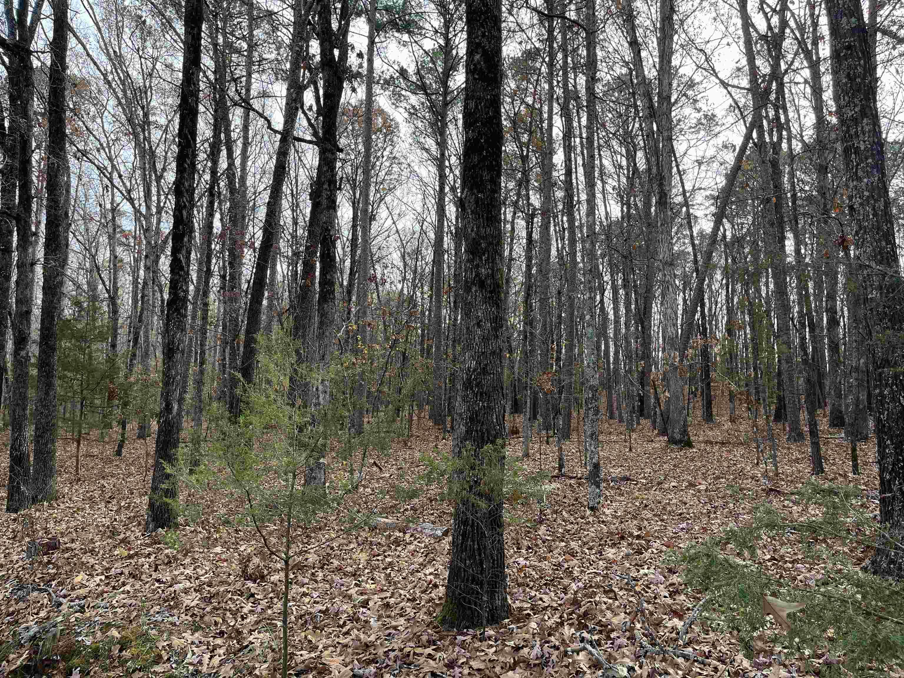 Lot 307  Tannenbaum Rd  Drasco, AR