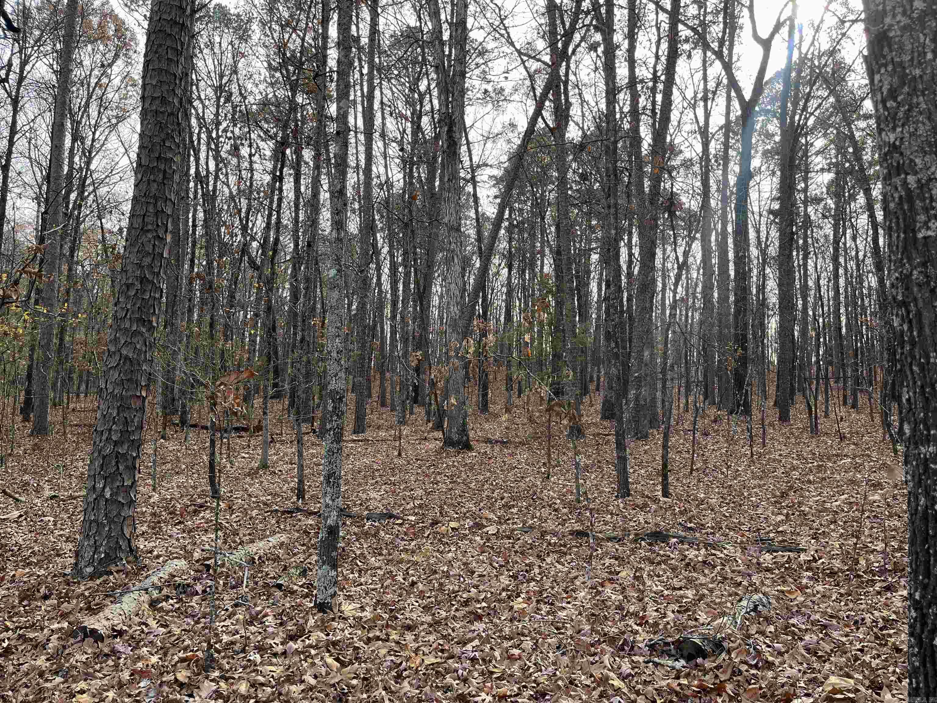 Lot 307  Tannenbaum Rd  Drasco, AR