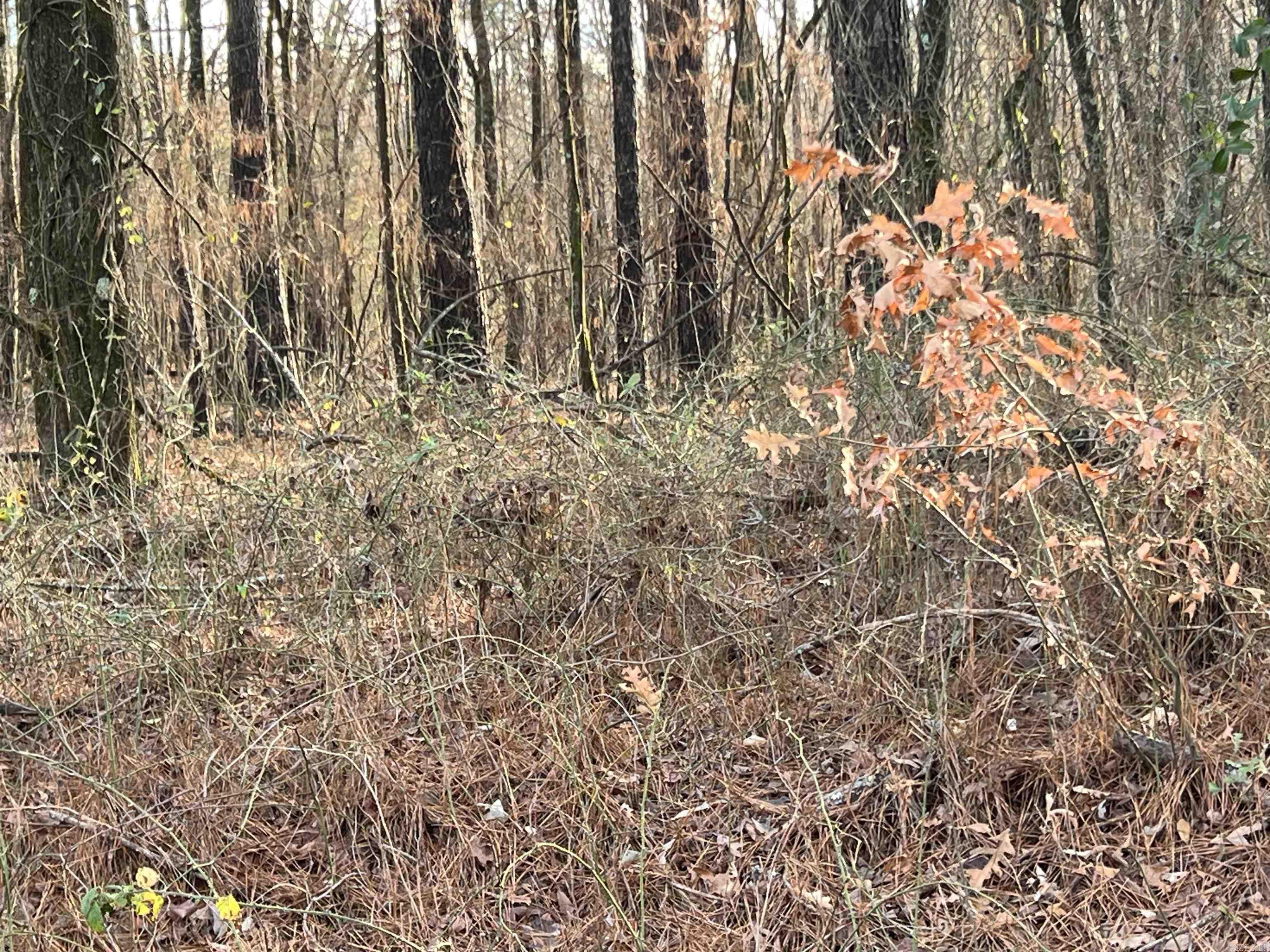 0  BROOKWOOD  Alexander, AR