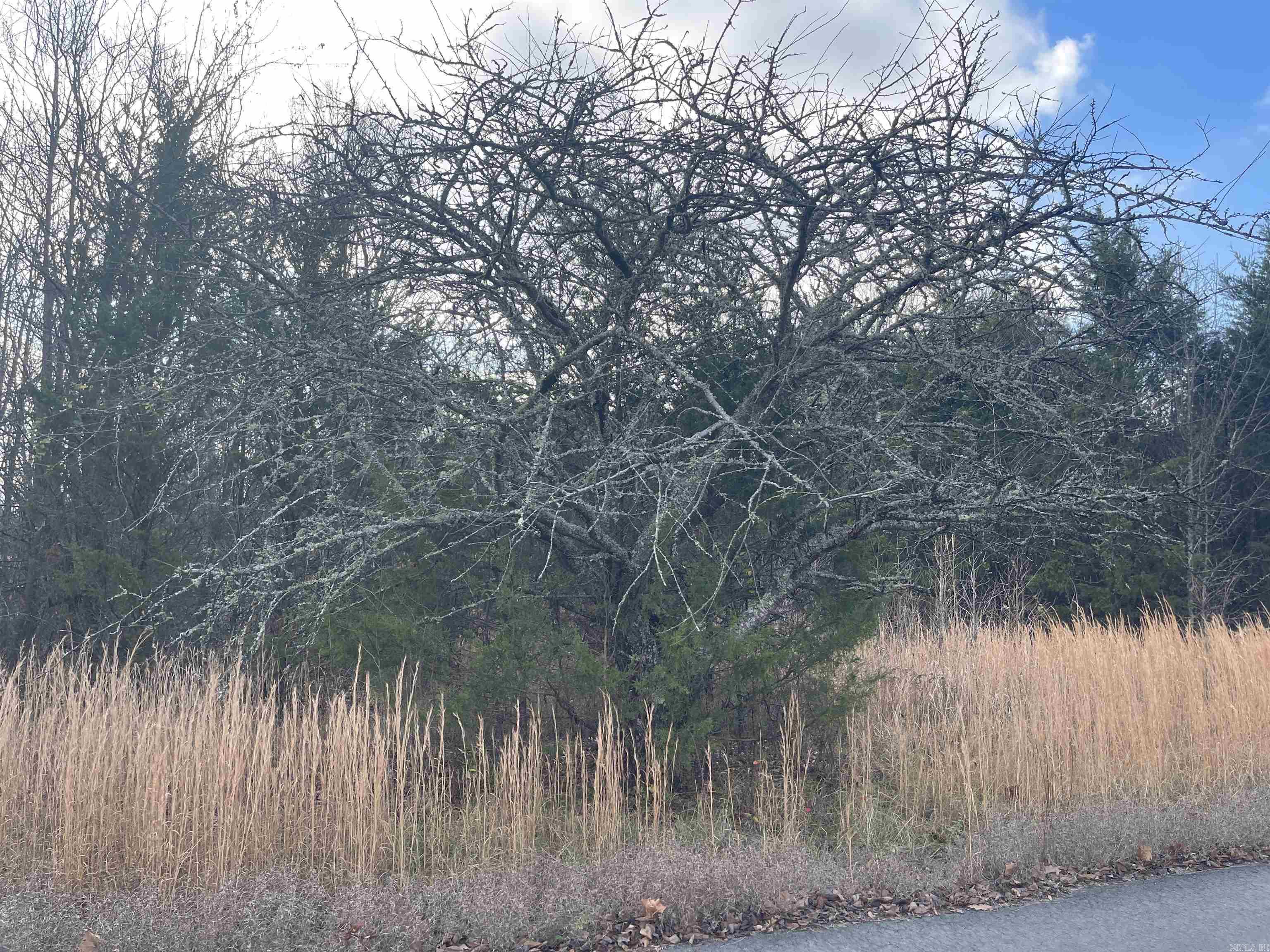 00  Cedar  Menifee, AR