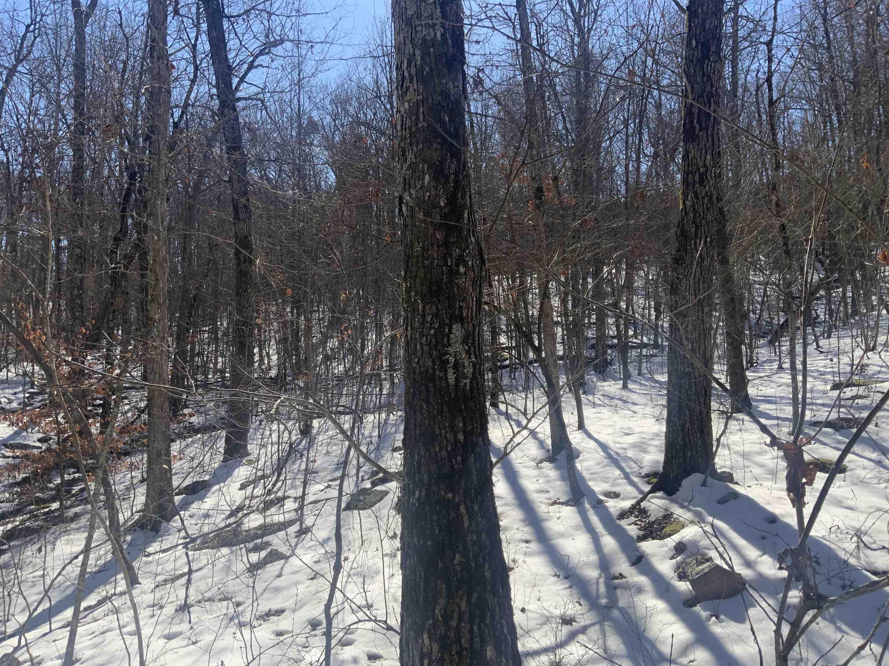 000  Pine Tree  Edgemont, AR