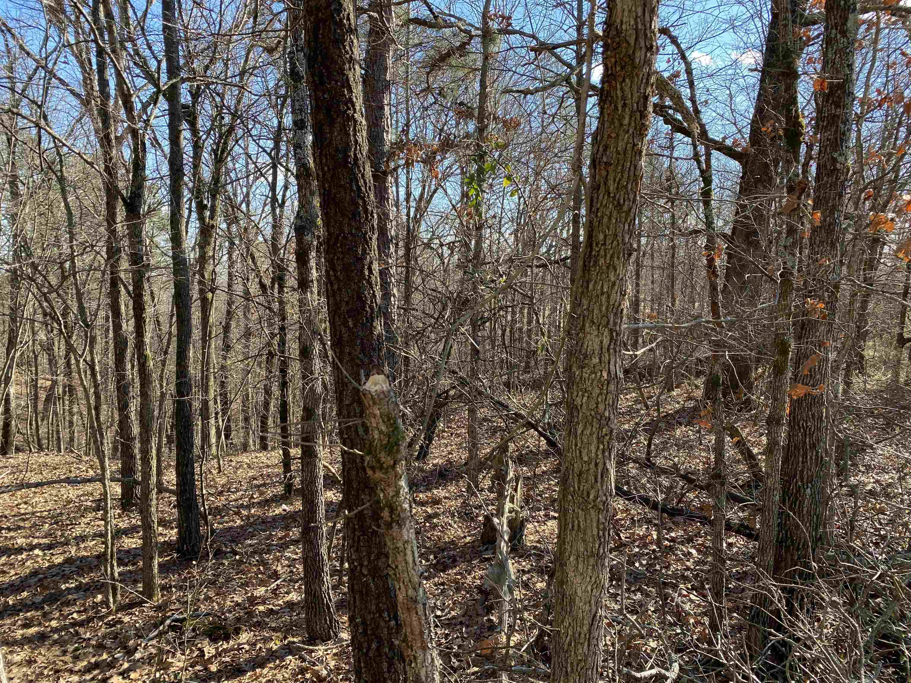 13242  Hwy 163  Harrisburg, AR