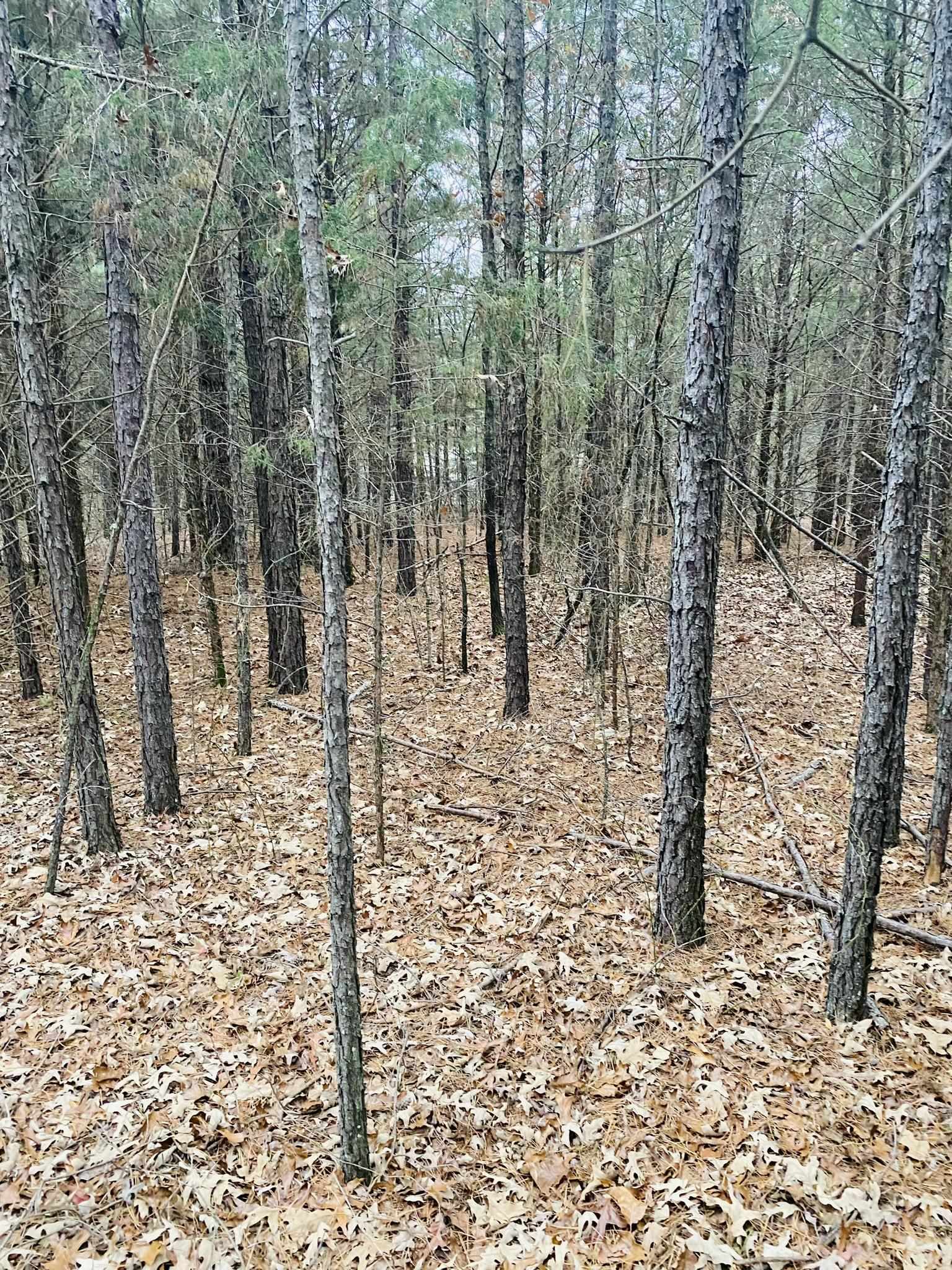 45  Lofton Road  Calico Rock, AR