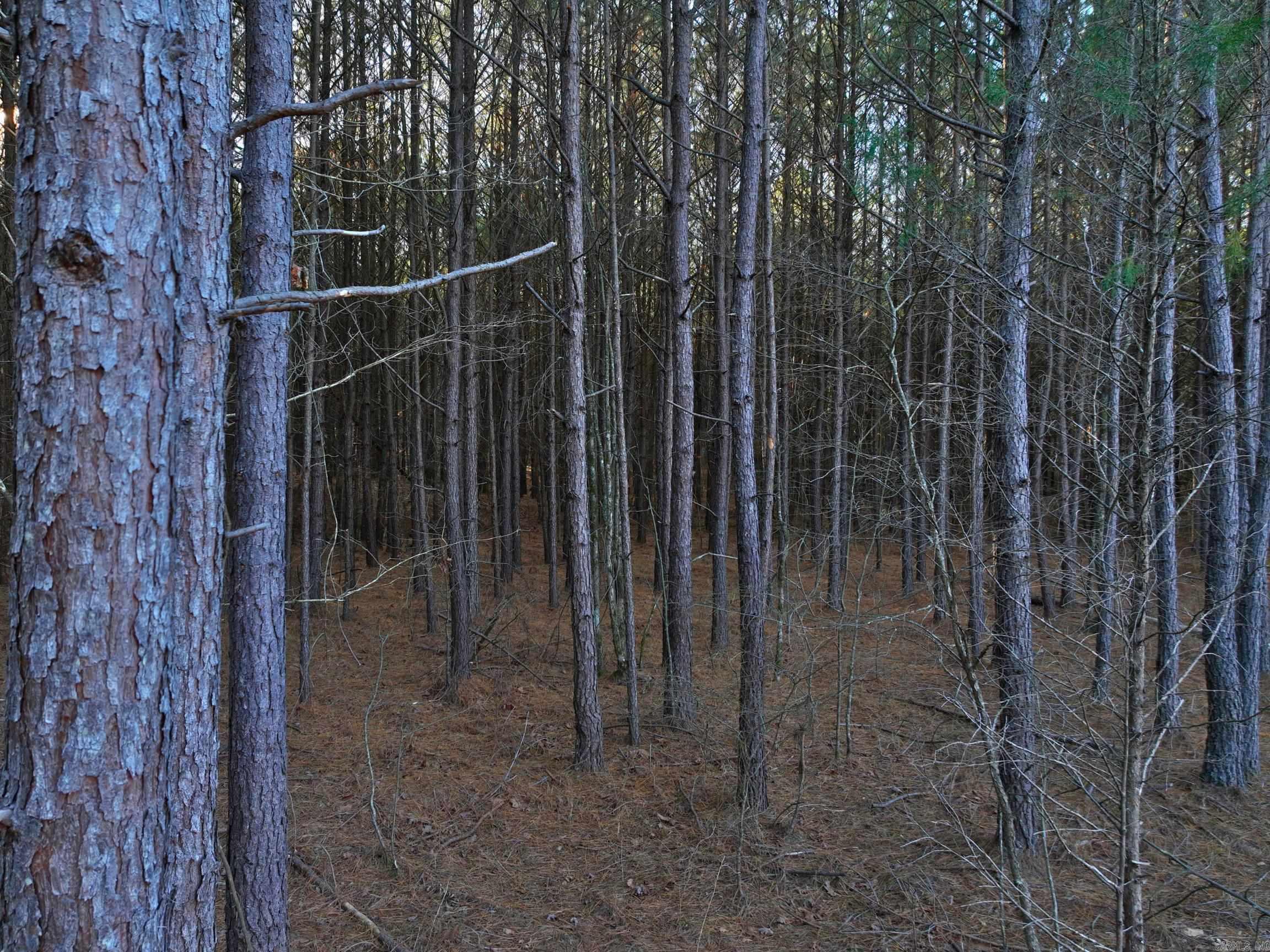 314  Stihl  Hot Springs, AR