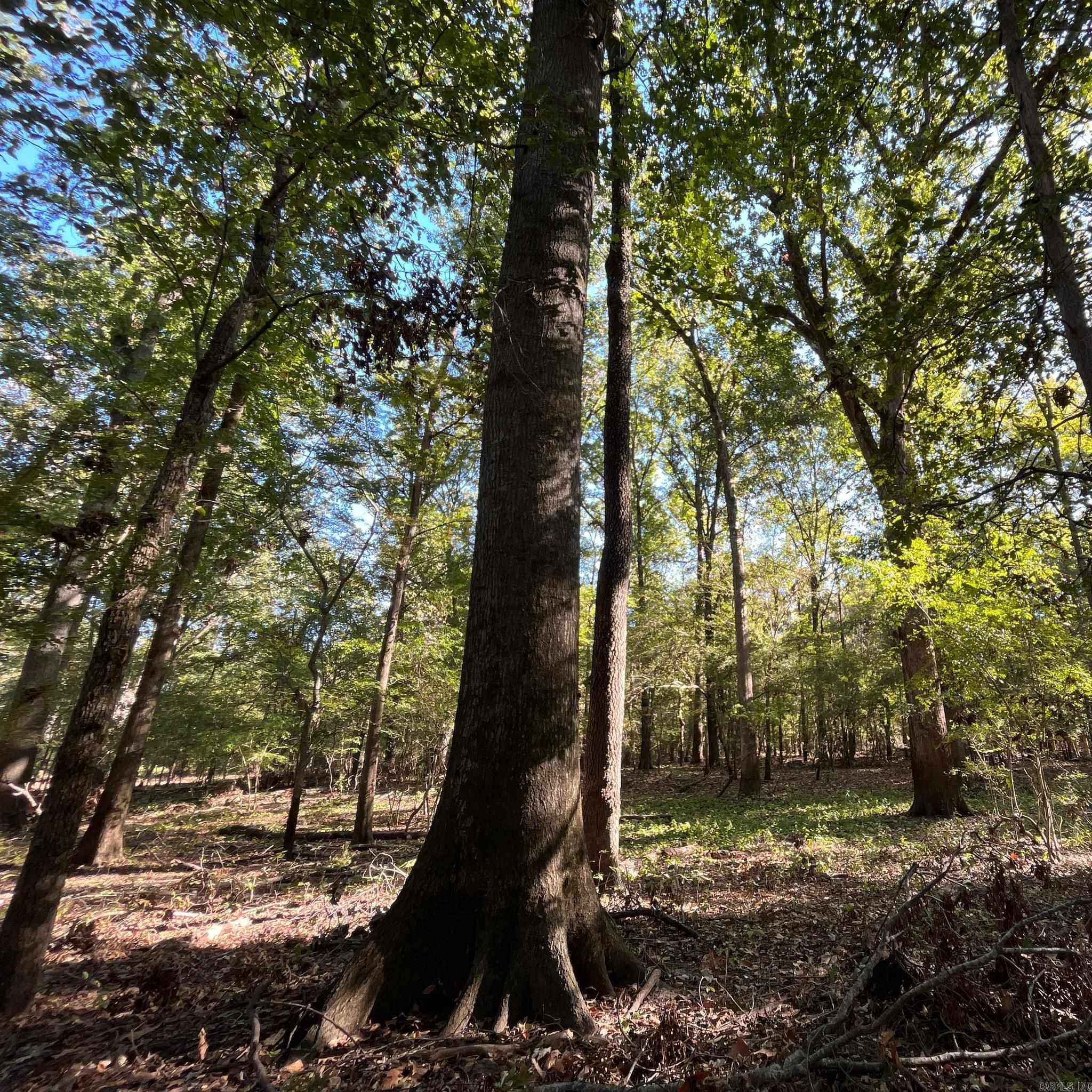   Lower Maddox Bay Rd.  Holly Grove, AR