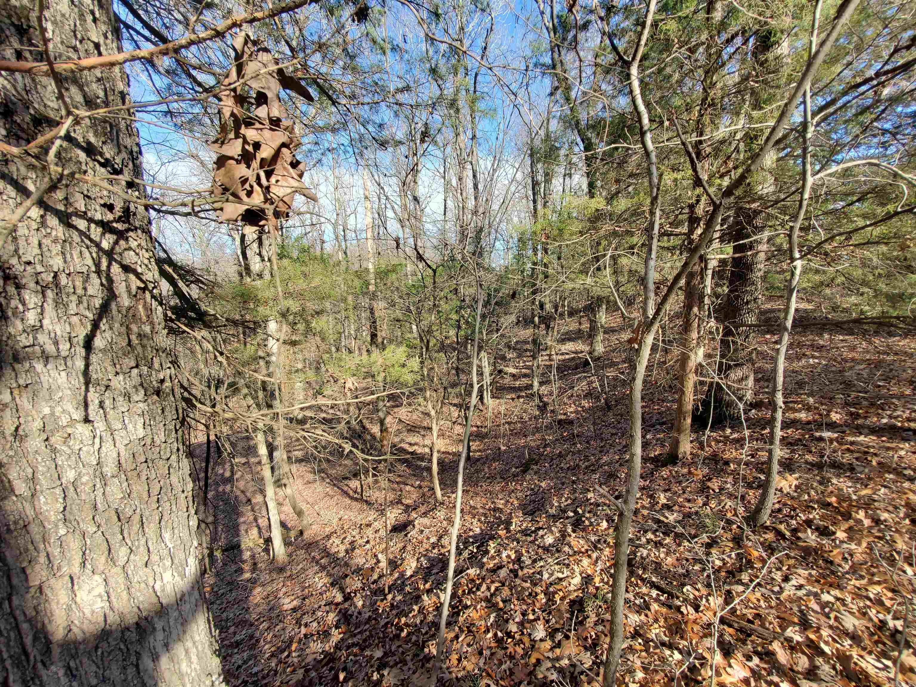 6530  HWY 62  Pollard, AR