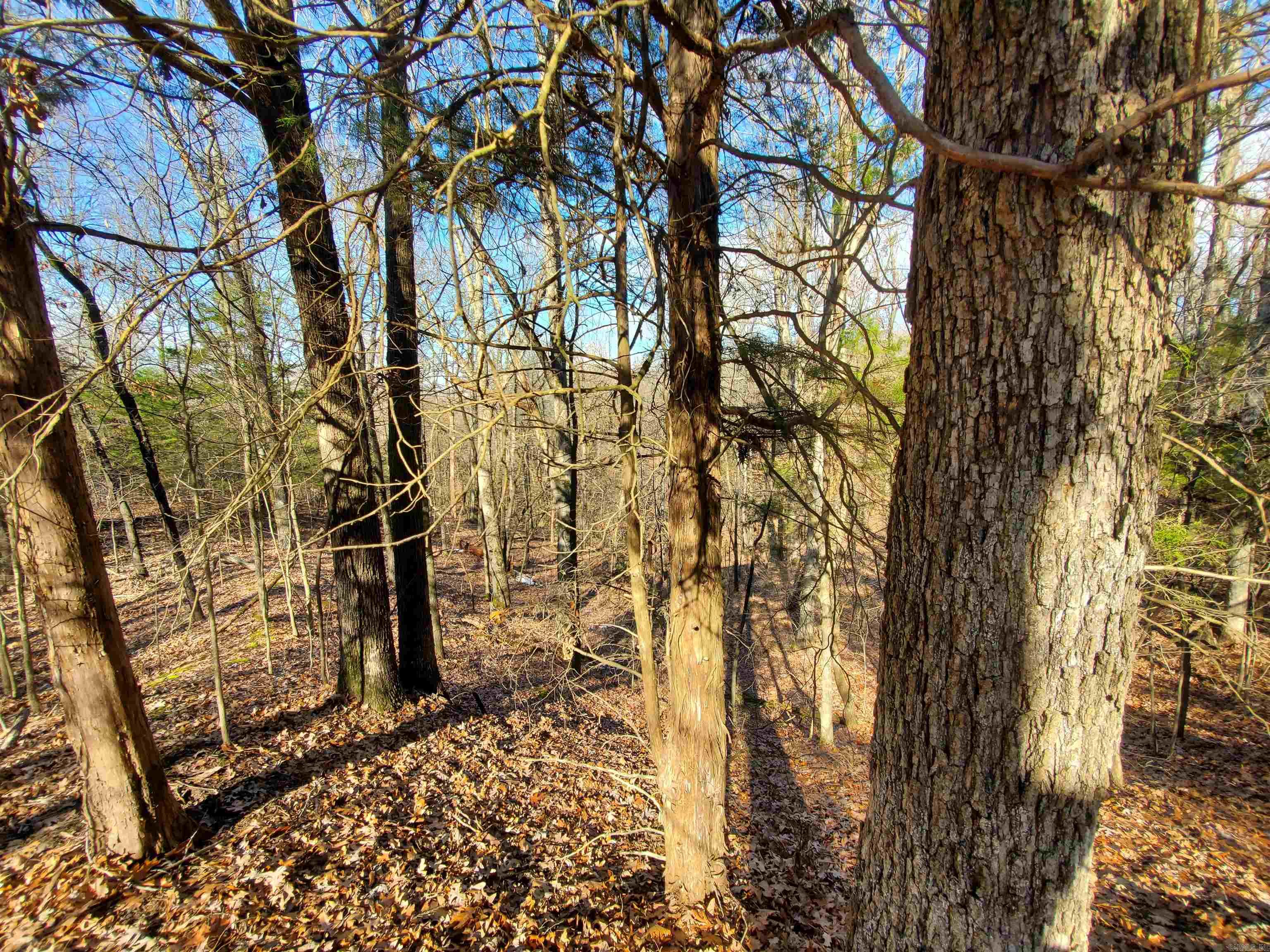 6530  HWY 62  Pollard, AR