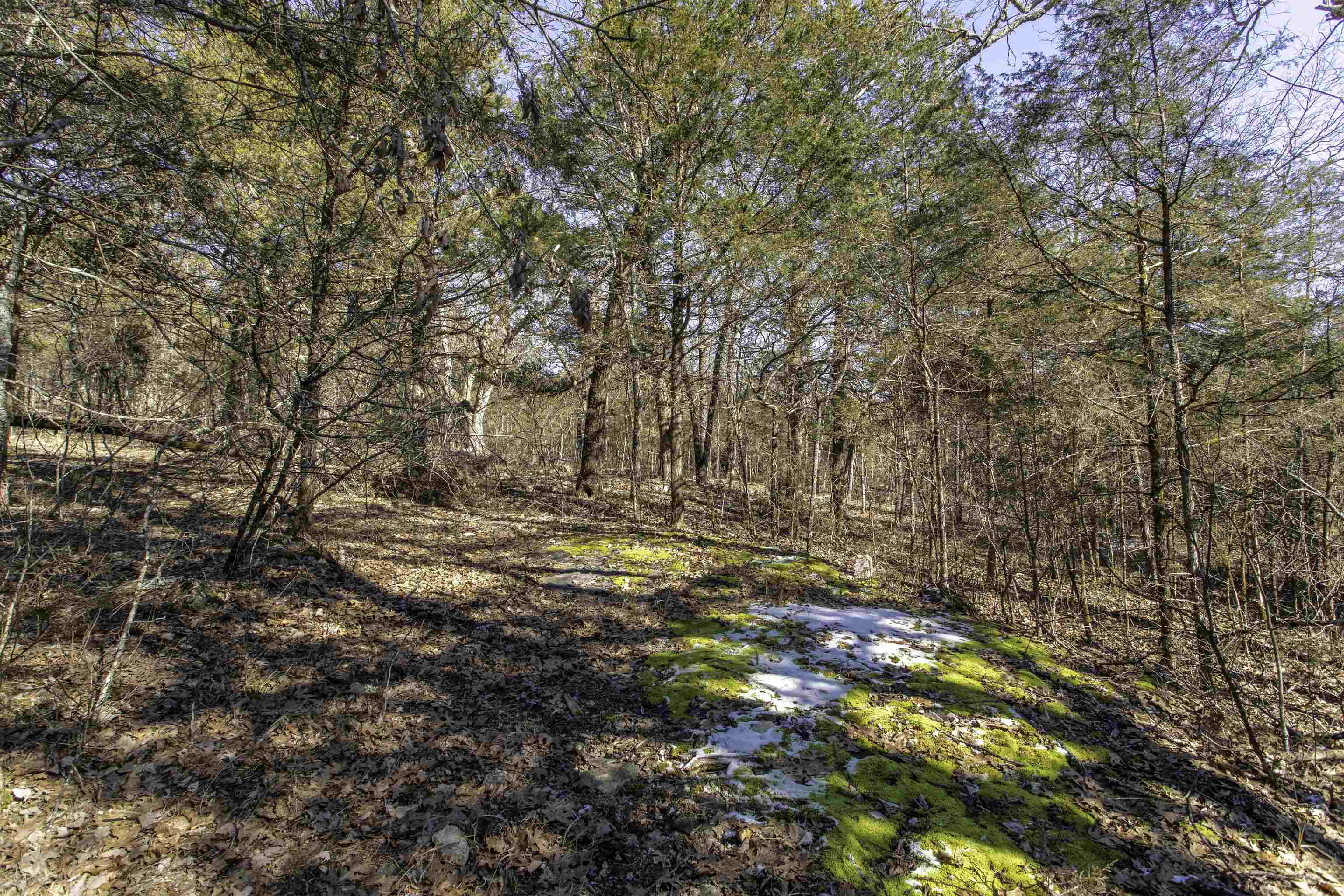 Lot 74  Big Buck  Williford, AR