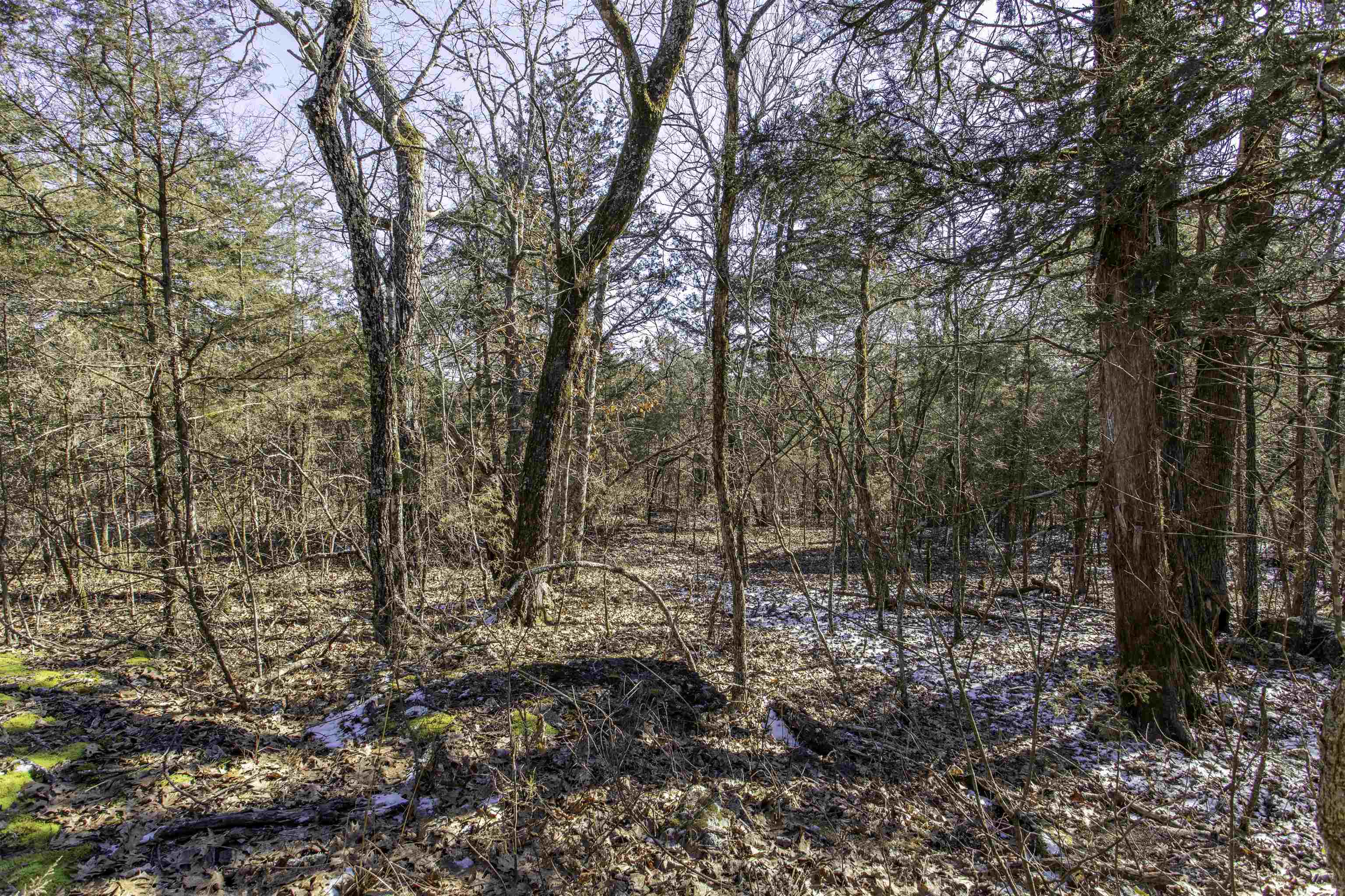 Lot 74  Big Buck  Williford, AR