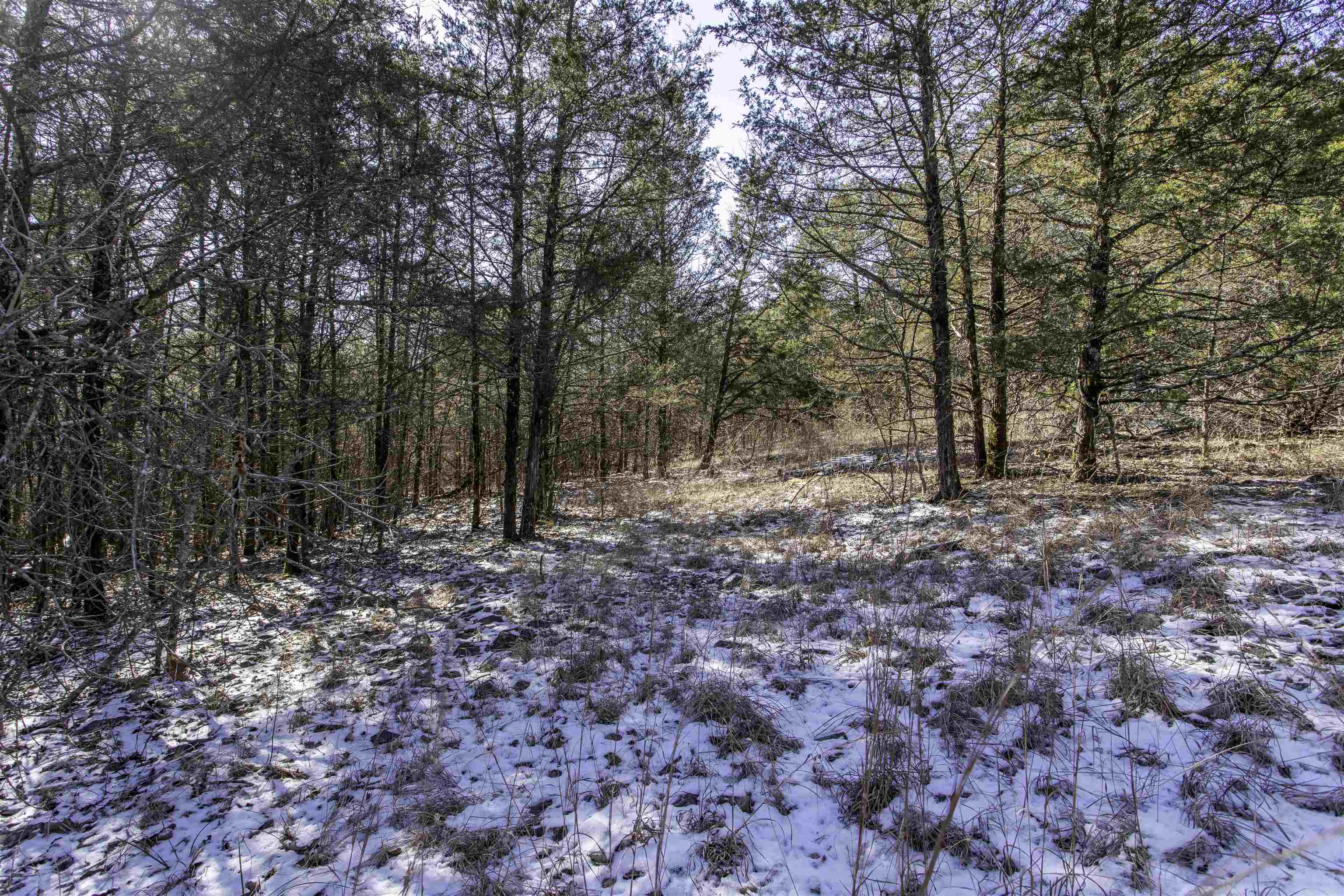 Lot 74  Big Buck  Williford, AR