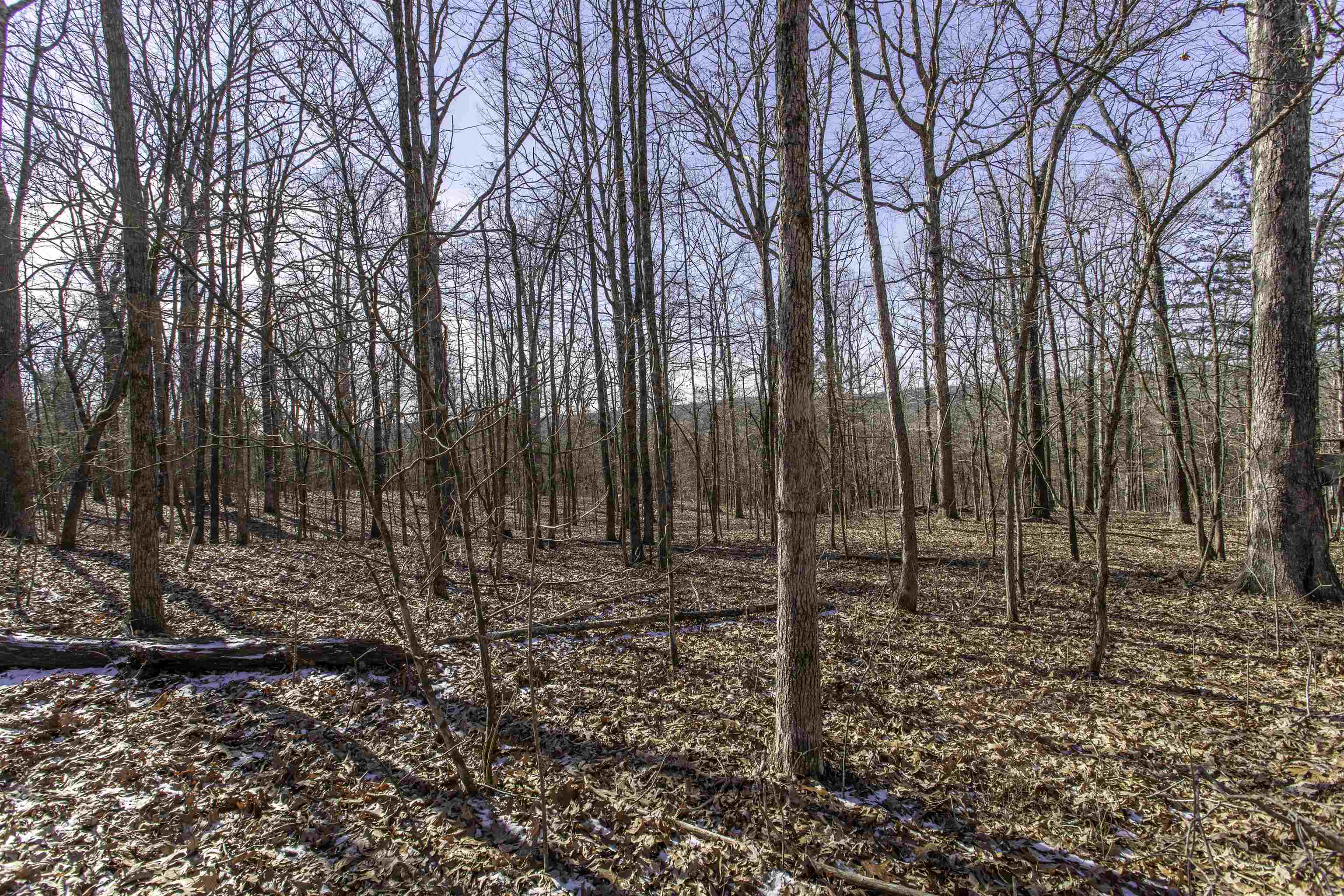 Lot 64  Big Buck  Williford, AR