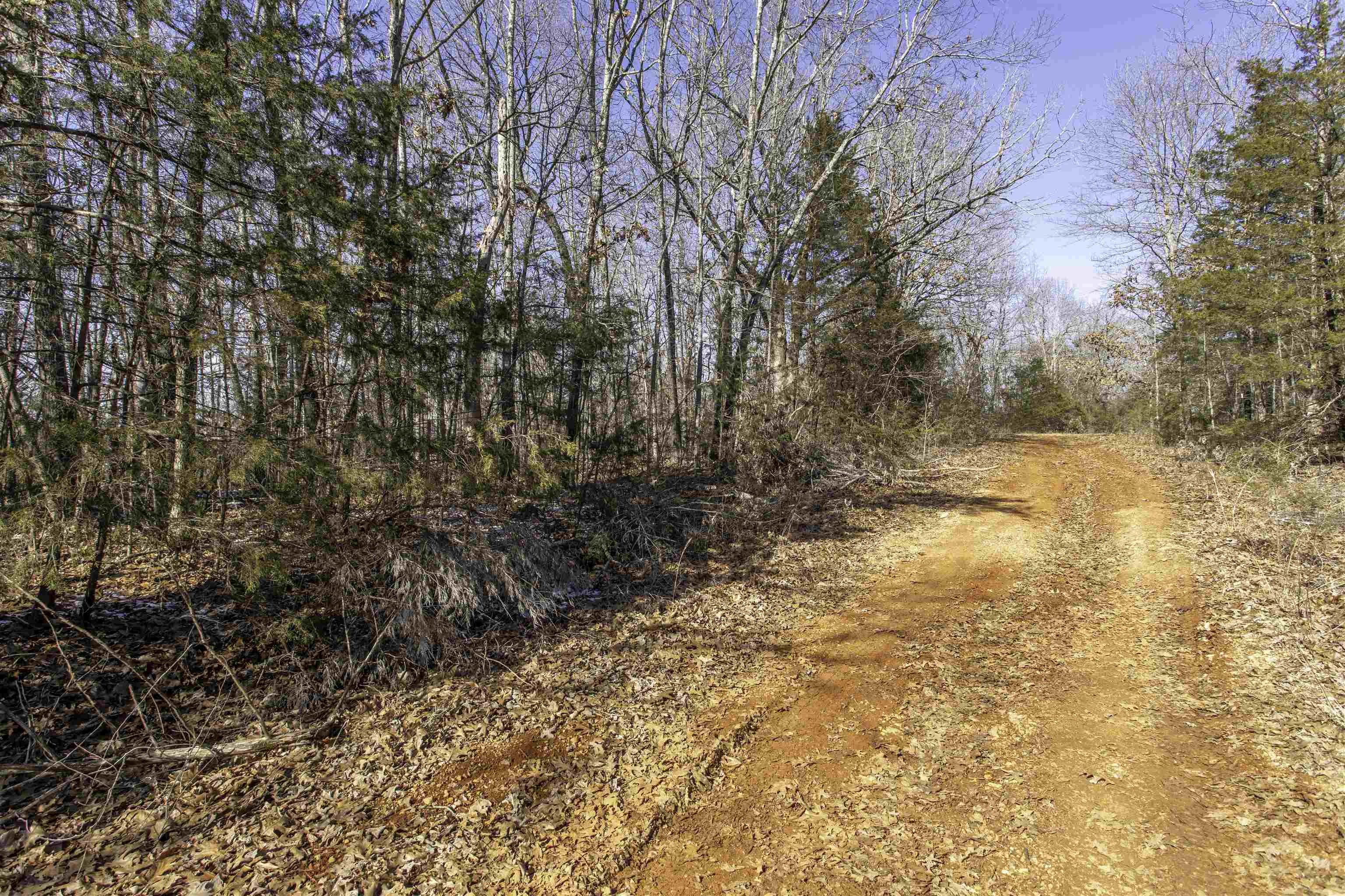 Lot 64  Big Buck  Williford, AR