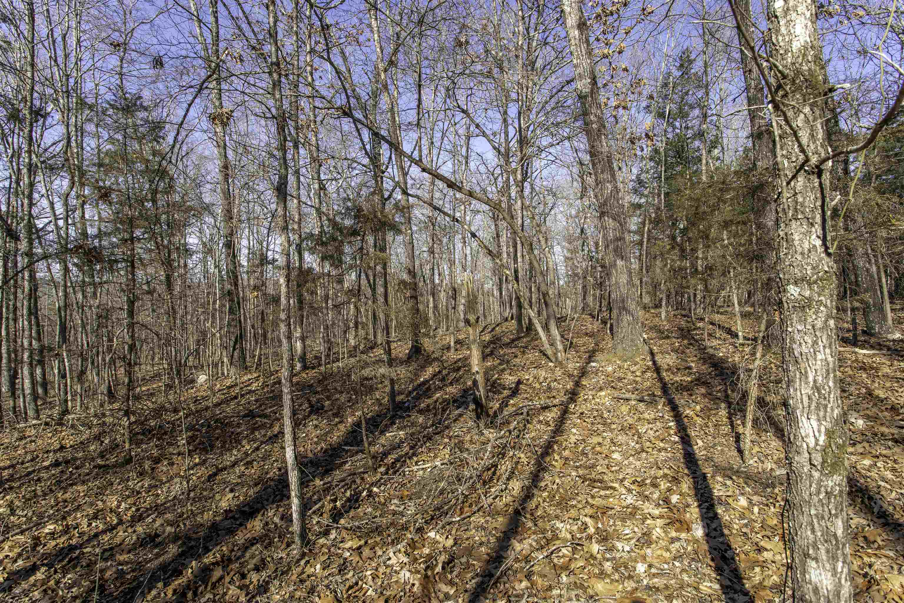 Lot 64  Big Buck  Williford, AR