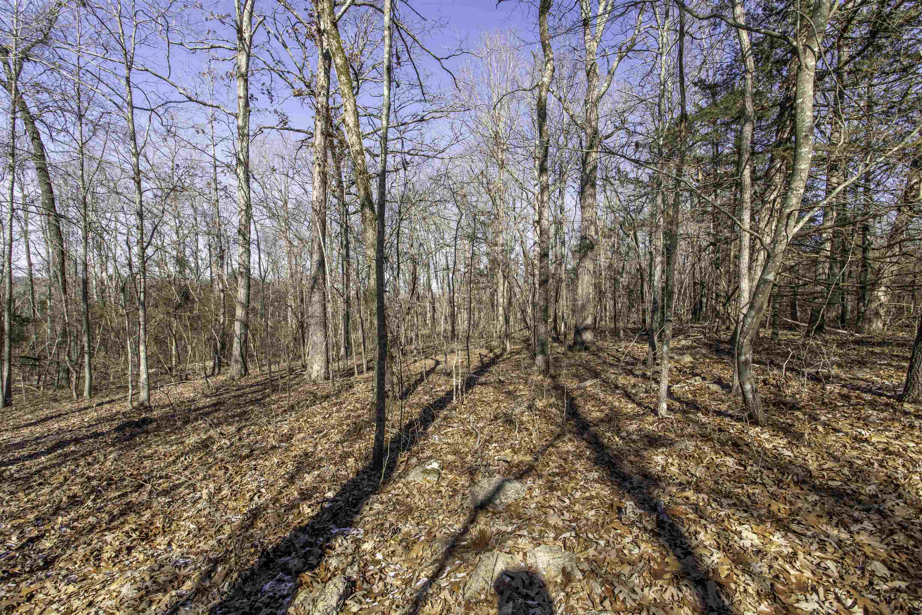 Lot 64  Big Buck  Williford, AR